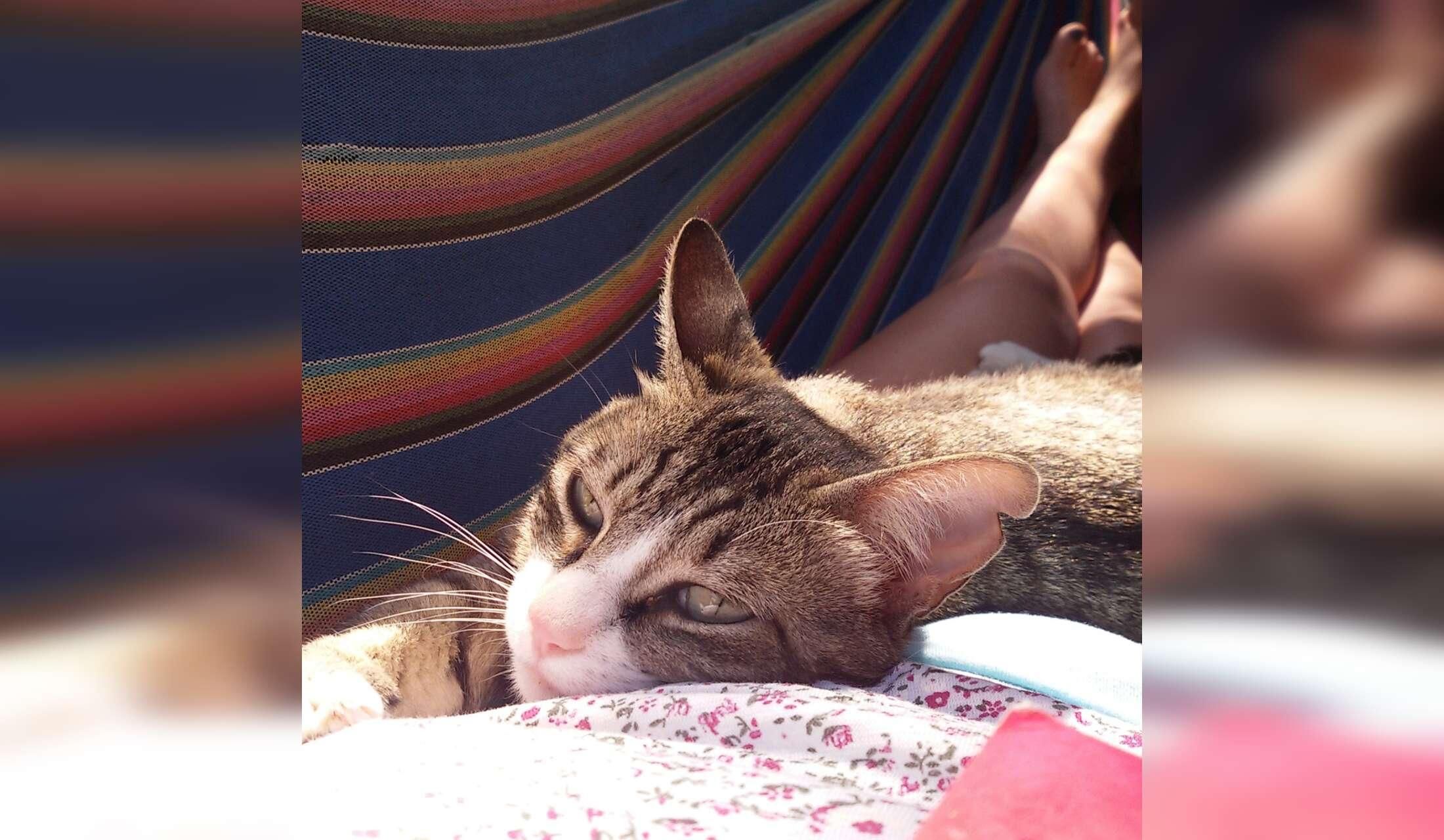 Looking after Herba, my cat, in the countryside of Asturias - Image 2
