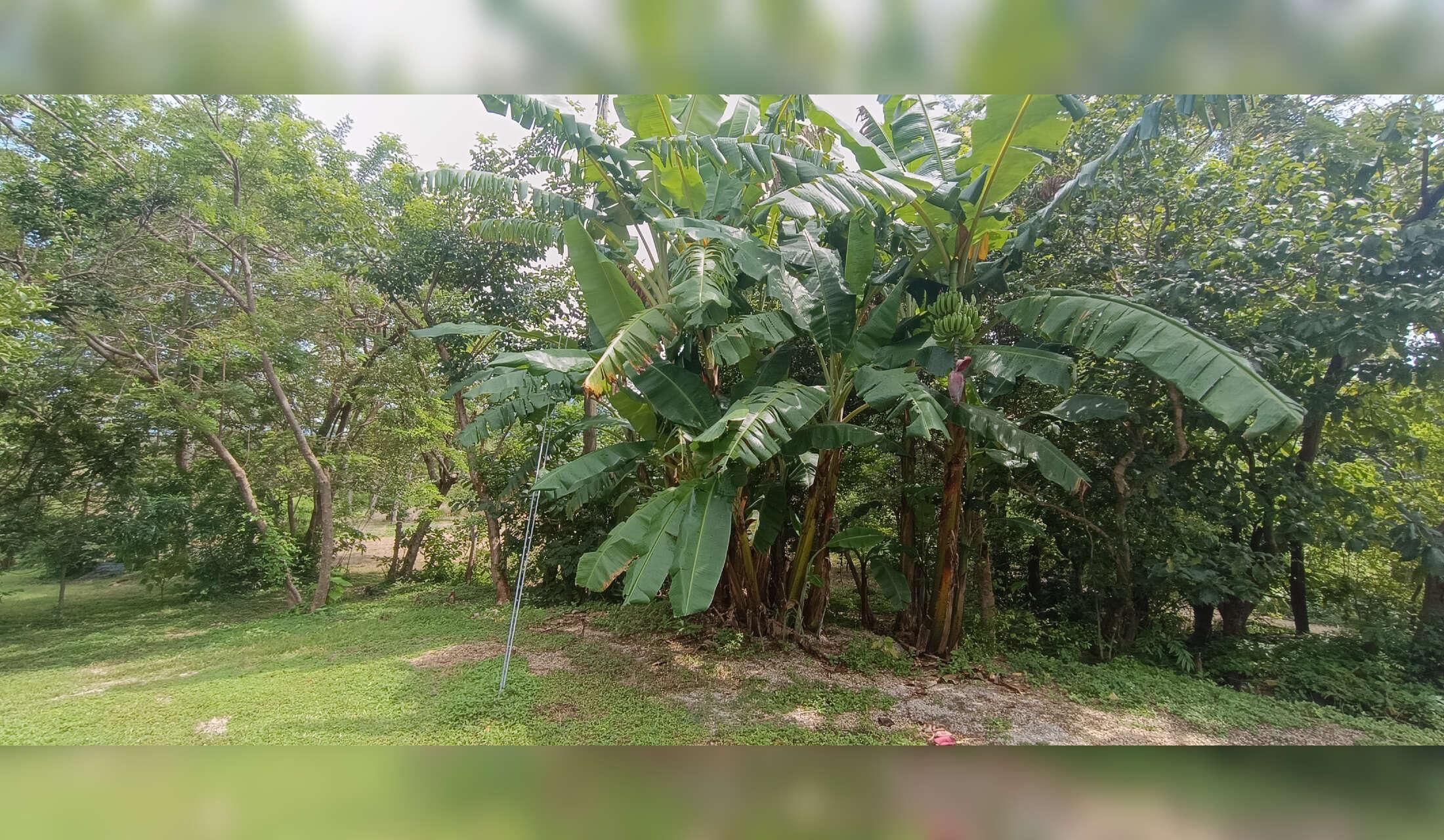 House in a finca surrounded by wild animals - Image 8