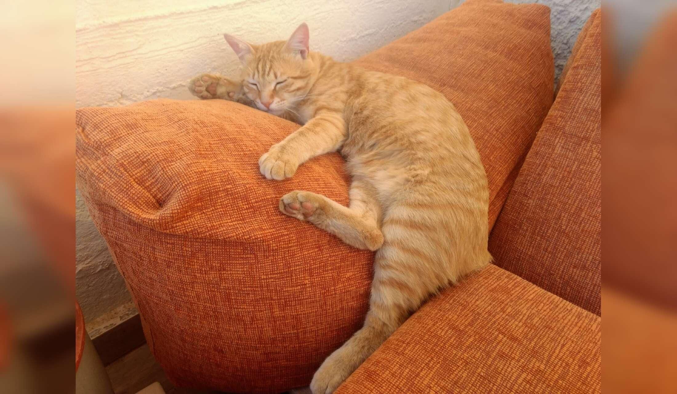 Adorable Cats in Southern Athens - Image 3