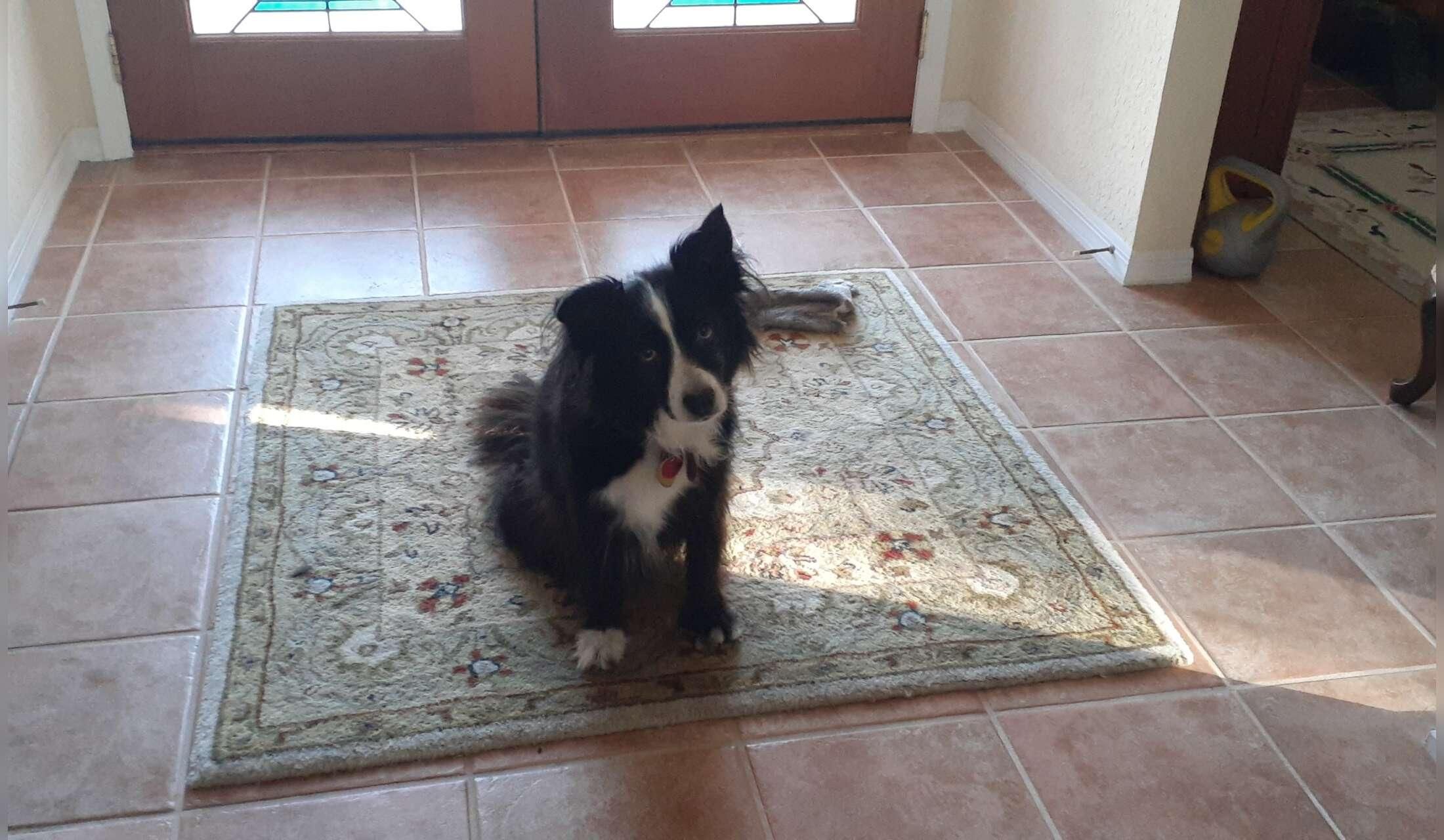 Odessa Florida, Just North of Tampa, one Dog in a Golf Course Community - Image 3