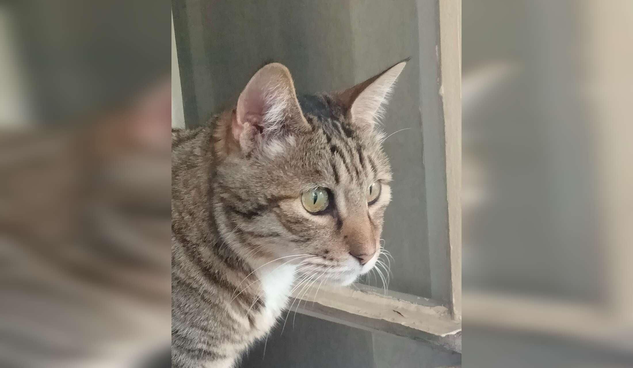 Cat Loving Sitter Wanted for 3 Months (February through April)