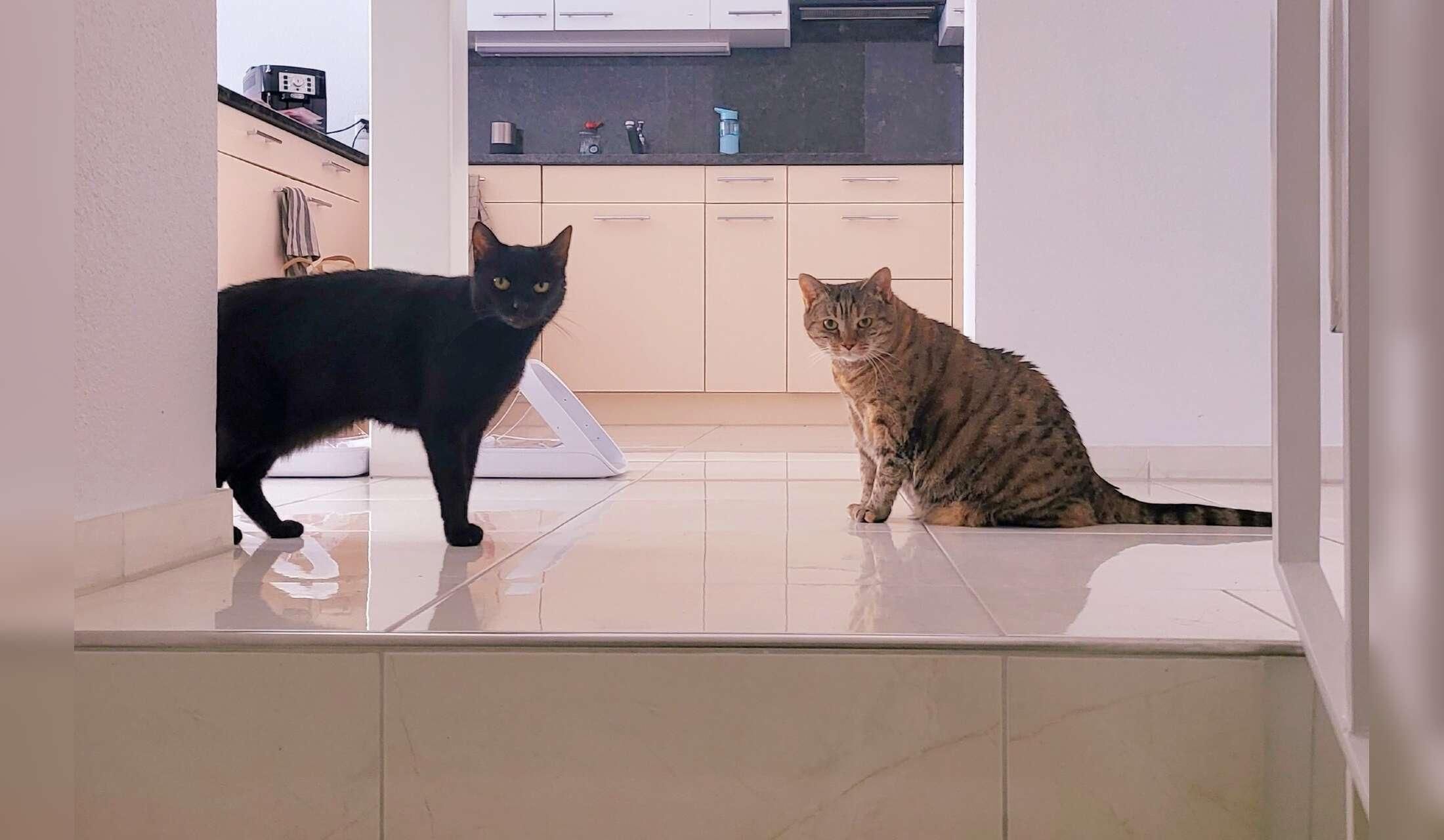 Searching for Housesitter