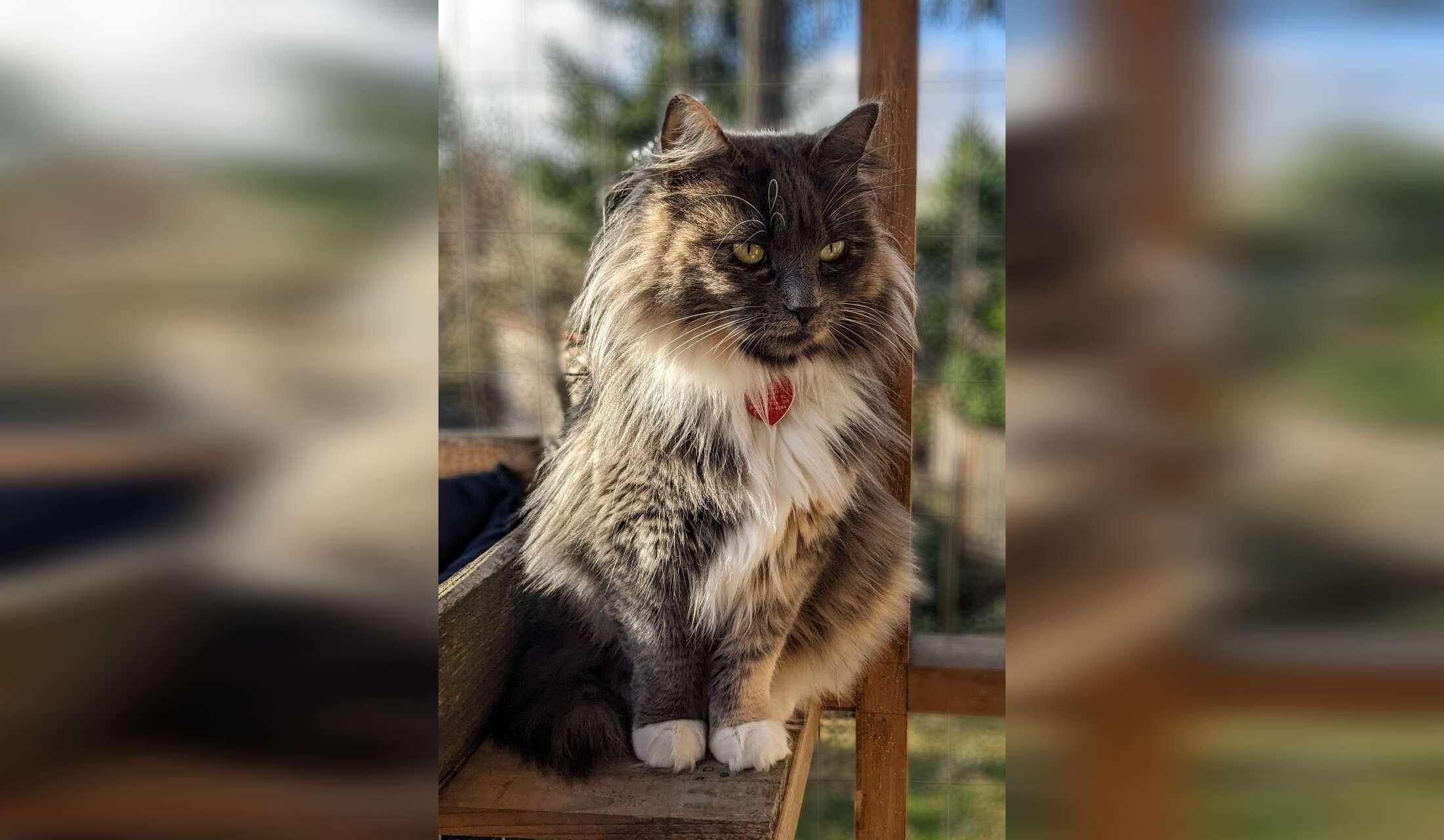 Catloving housesitter needed for 17 days in Portland Oregon Area - Image 4
