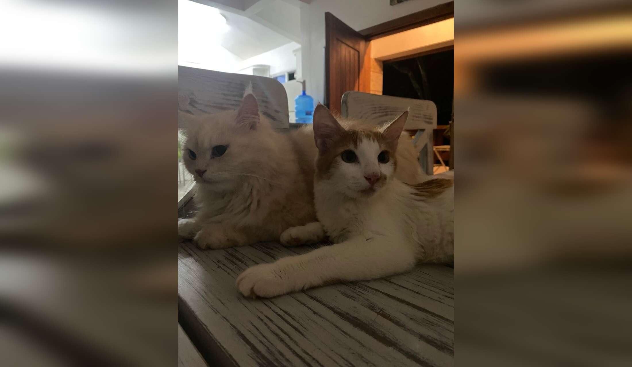 Goldens plus cats need a caring sitter for a week - Image 4