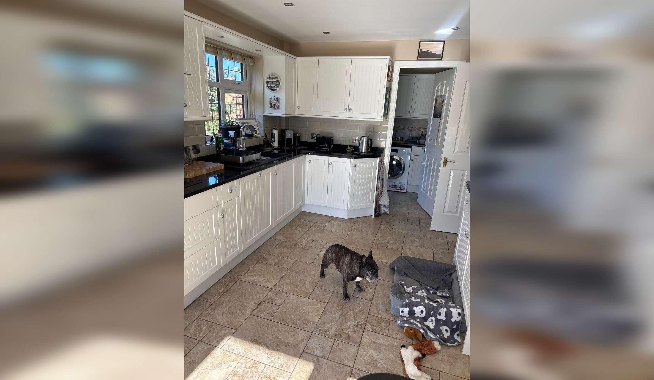 Jax - my French bulldog 11 years old and fit and full of character. Need a caring dog lover who will care for him and my home - Image 5