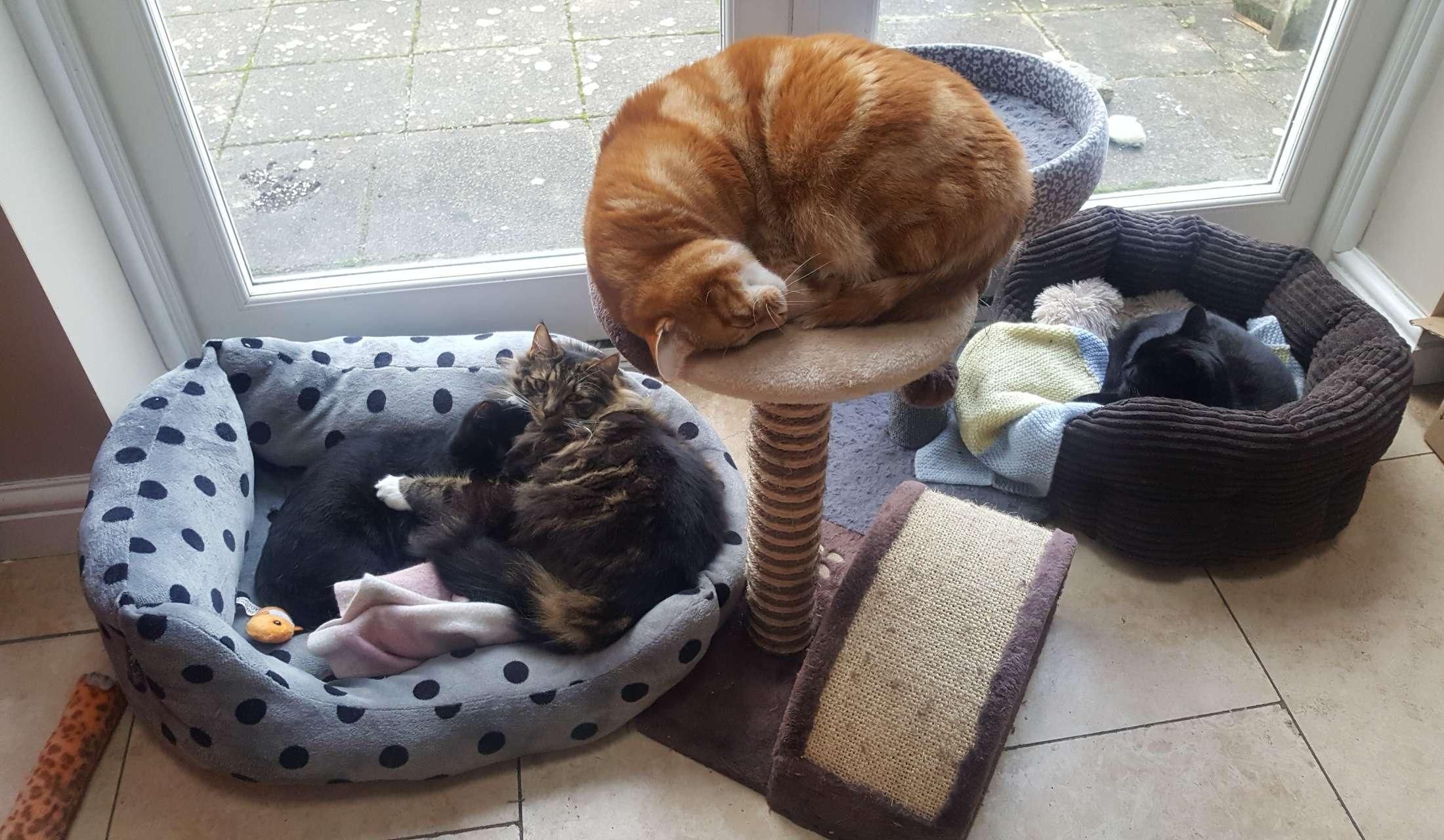 House sitter(s) required for Home and Cat sit - Christmas 2026, Bromley, London, UK - Image 9