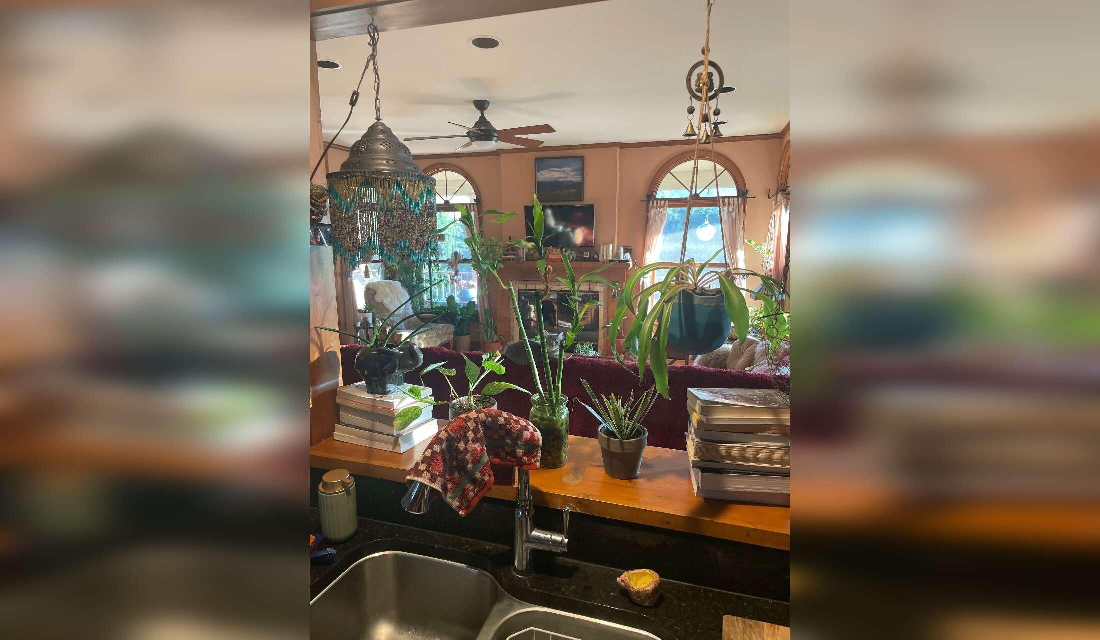 Beautiful Home, Cats, Plant Care - Image 2