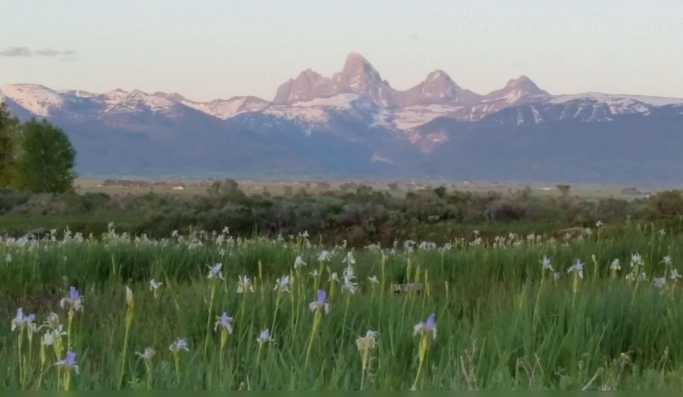 Autumn house sitting opportunity by Grand Teton National Park - Image 3