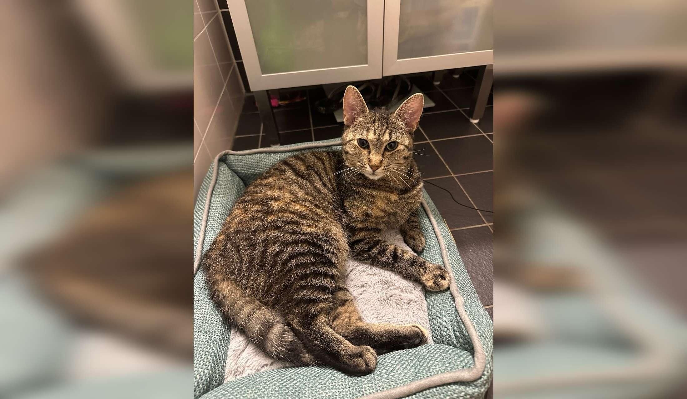 Care for 2 cats, 2 weeks in Sep/Oct in Leiden, the Netherlands - Image 3