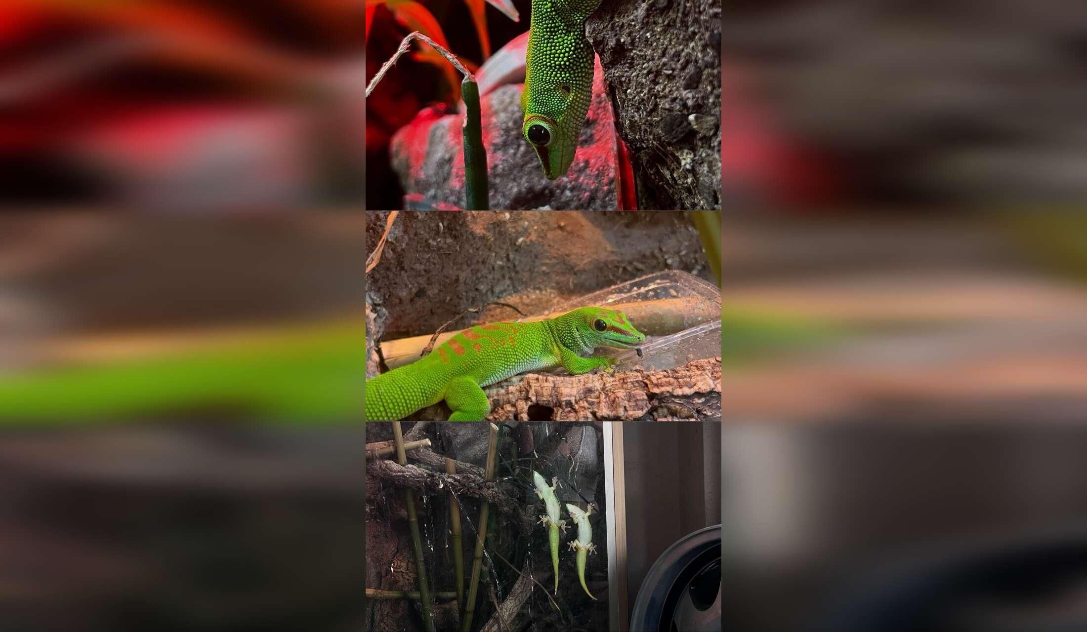 Suchen eine/n Haussitter/In der/die auf unser Grundstück, unsere Katzen und Geckos aufpasst!