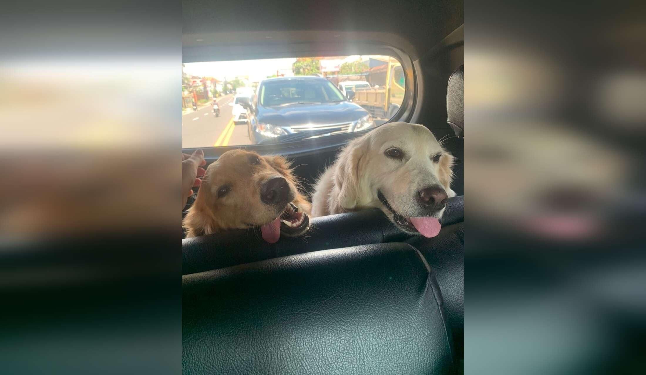 Goldens plus cats need a caring sitter for a week