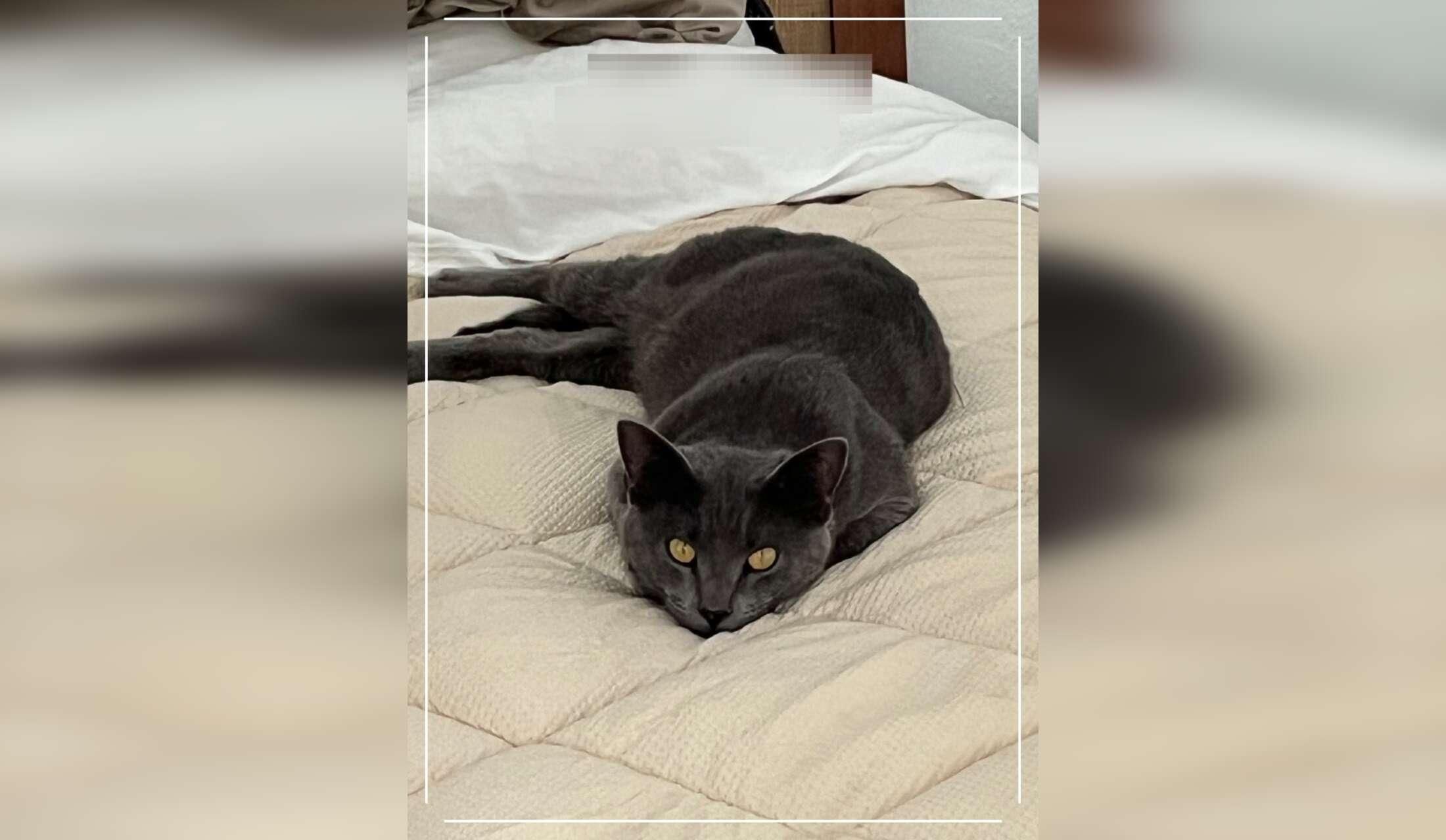 Cat sitting in Torrox campo - Malaga province Andalucia - Image 7