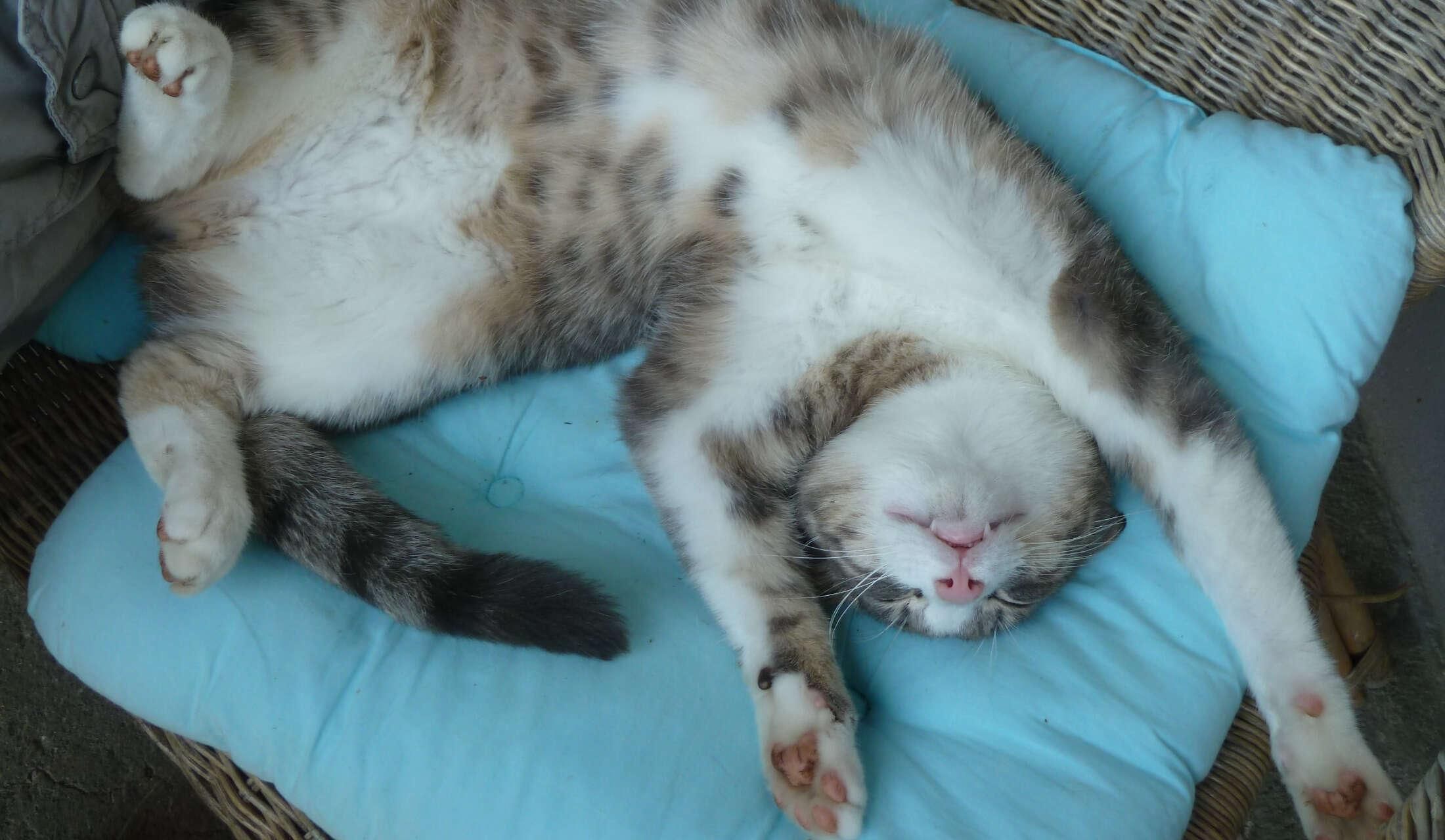 Lümpli needs someone to cuddel
