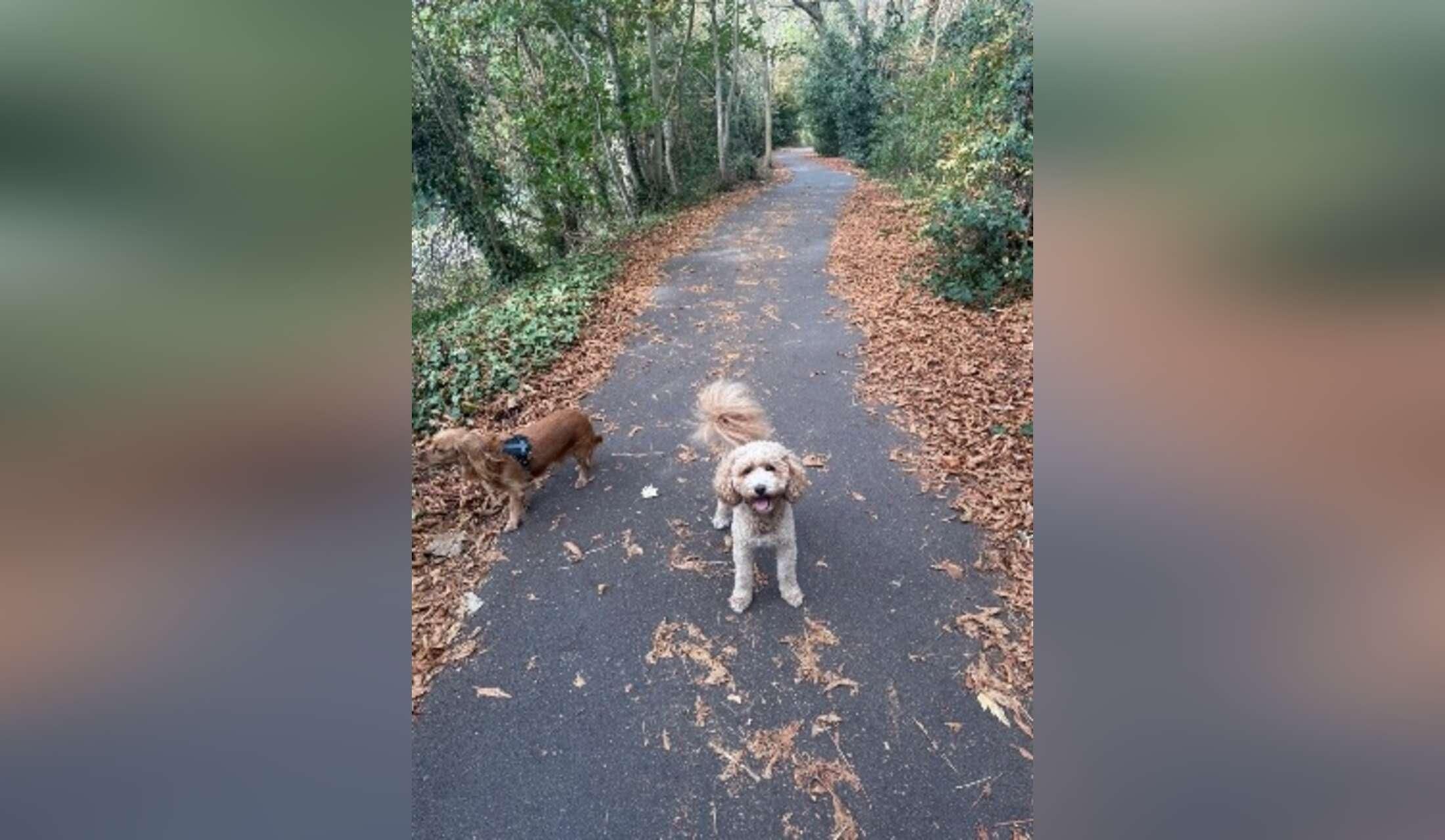 Nice house-sit in TW11 with good airy place and nice mini Labradoodle - Image 7
