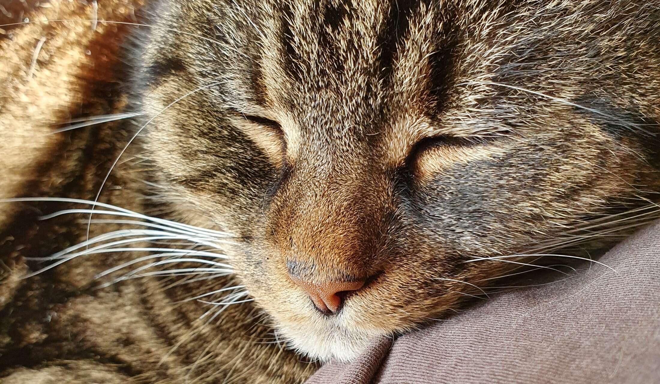 One very friendly elderly cat and one super friendly elderly dog looking for some company whilst Mum and Dad are away .. - Image 2