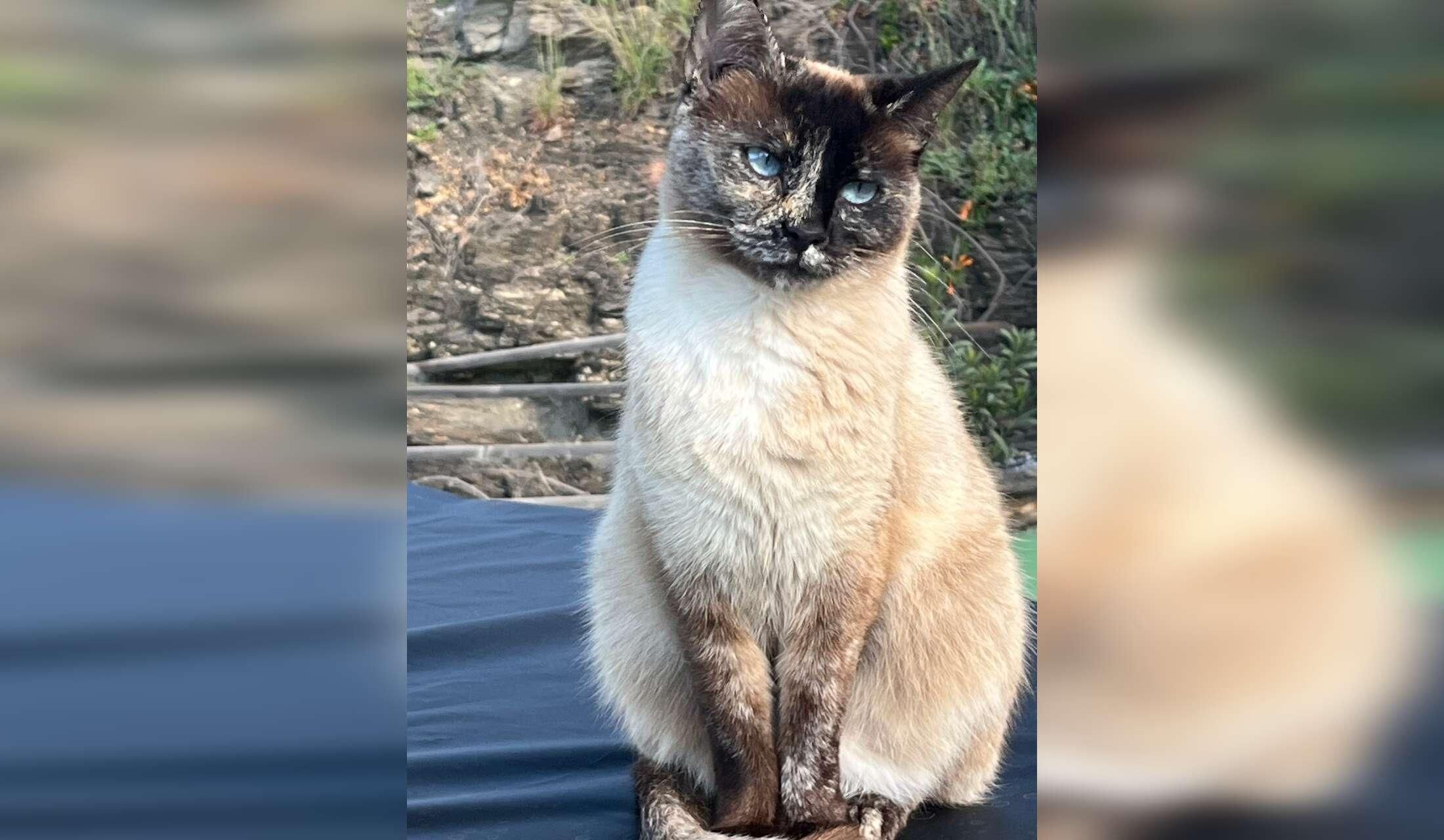Cat sitting in Torrox campo - Malaga province Andalucia - Image 8