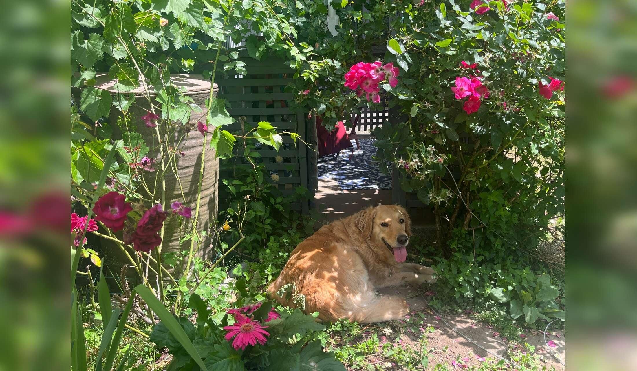 2 B floor level apt with rose garden, studio & adoring golden retriever Sept 13-20 - Image 6