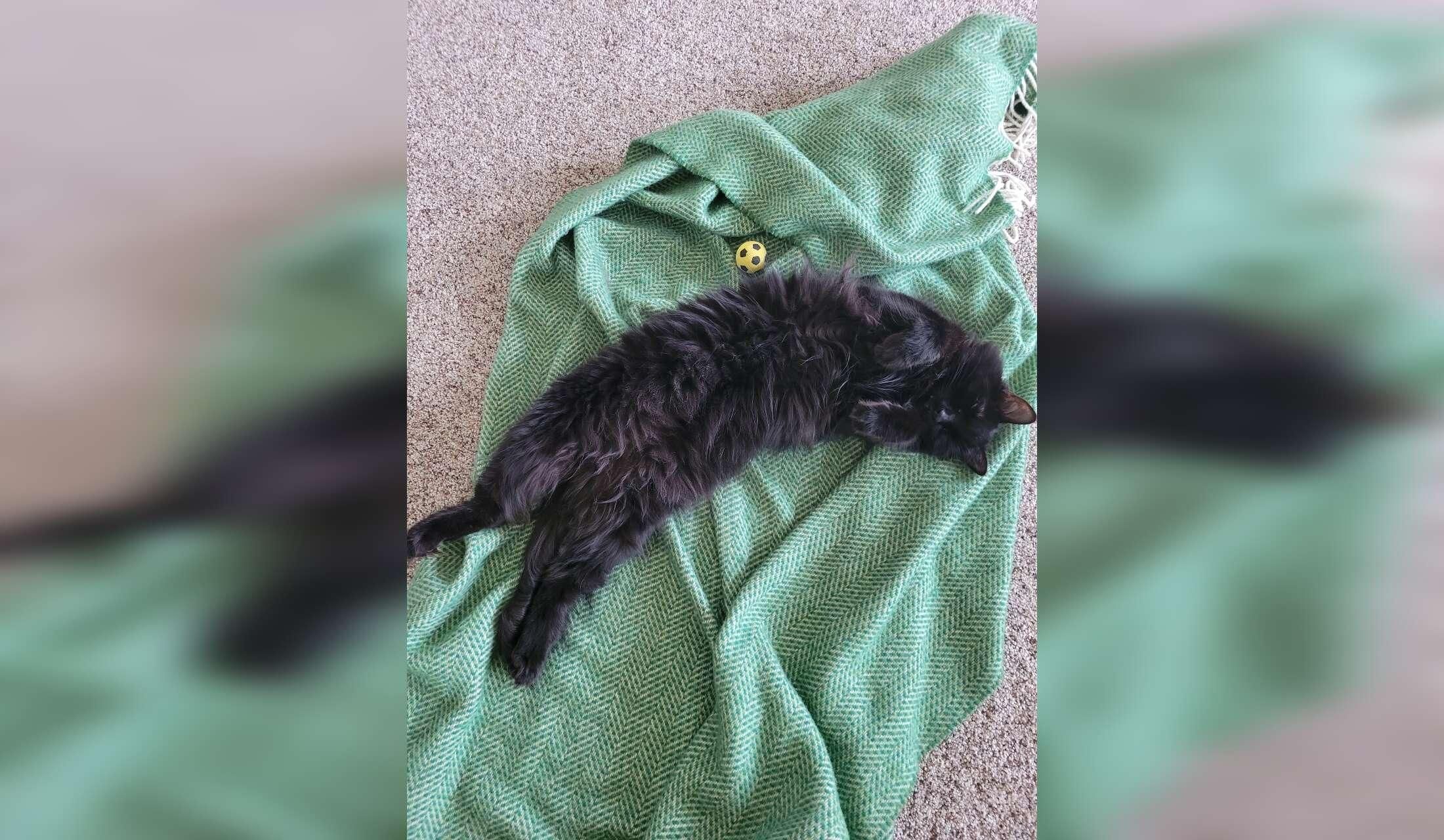 Cat Sitter needed in a beautiful, small mountain town in Colorado - Image 3