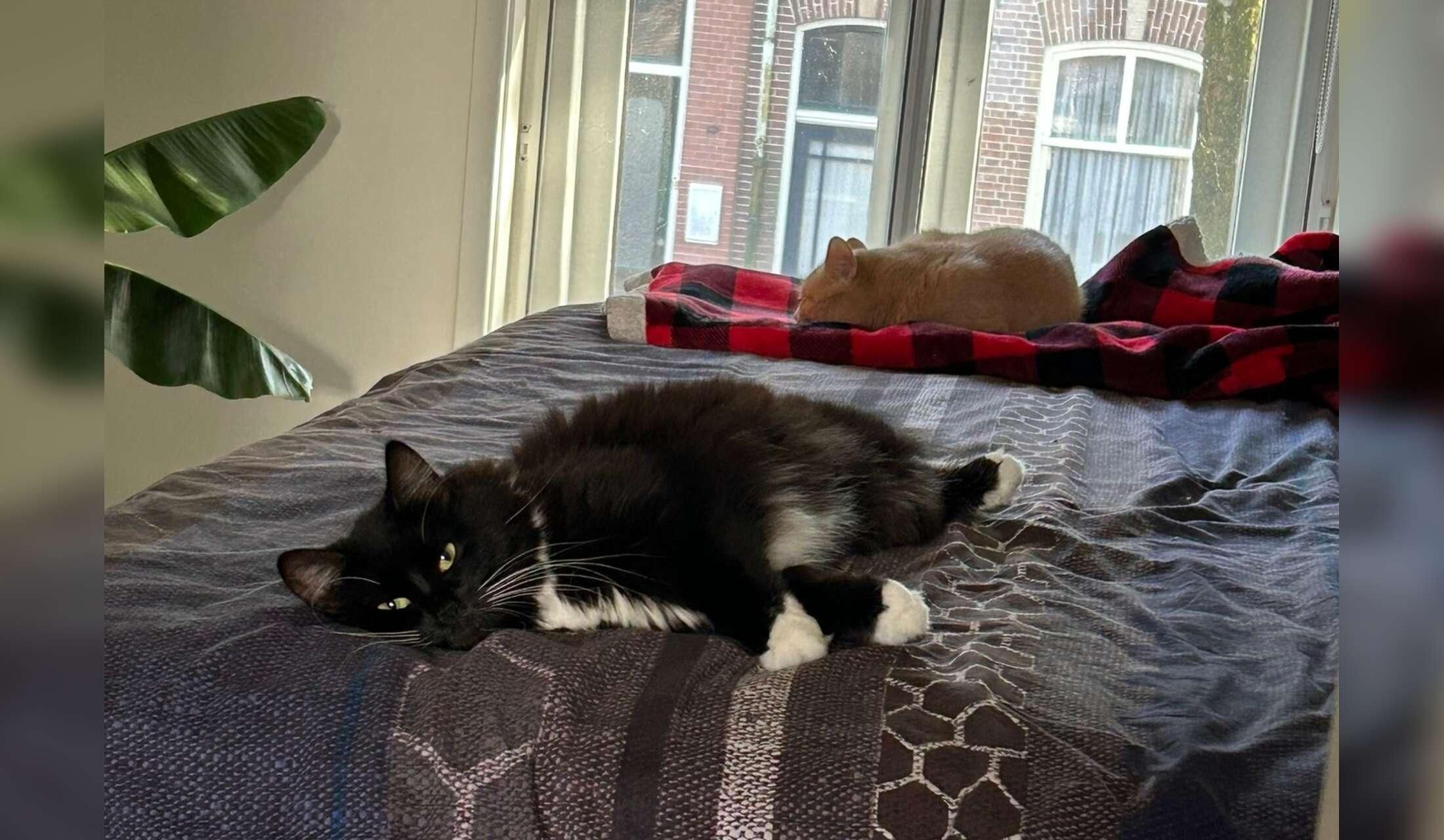 Taking care of 2 cute cats and our house for 2,5 months - Image 5