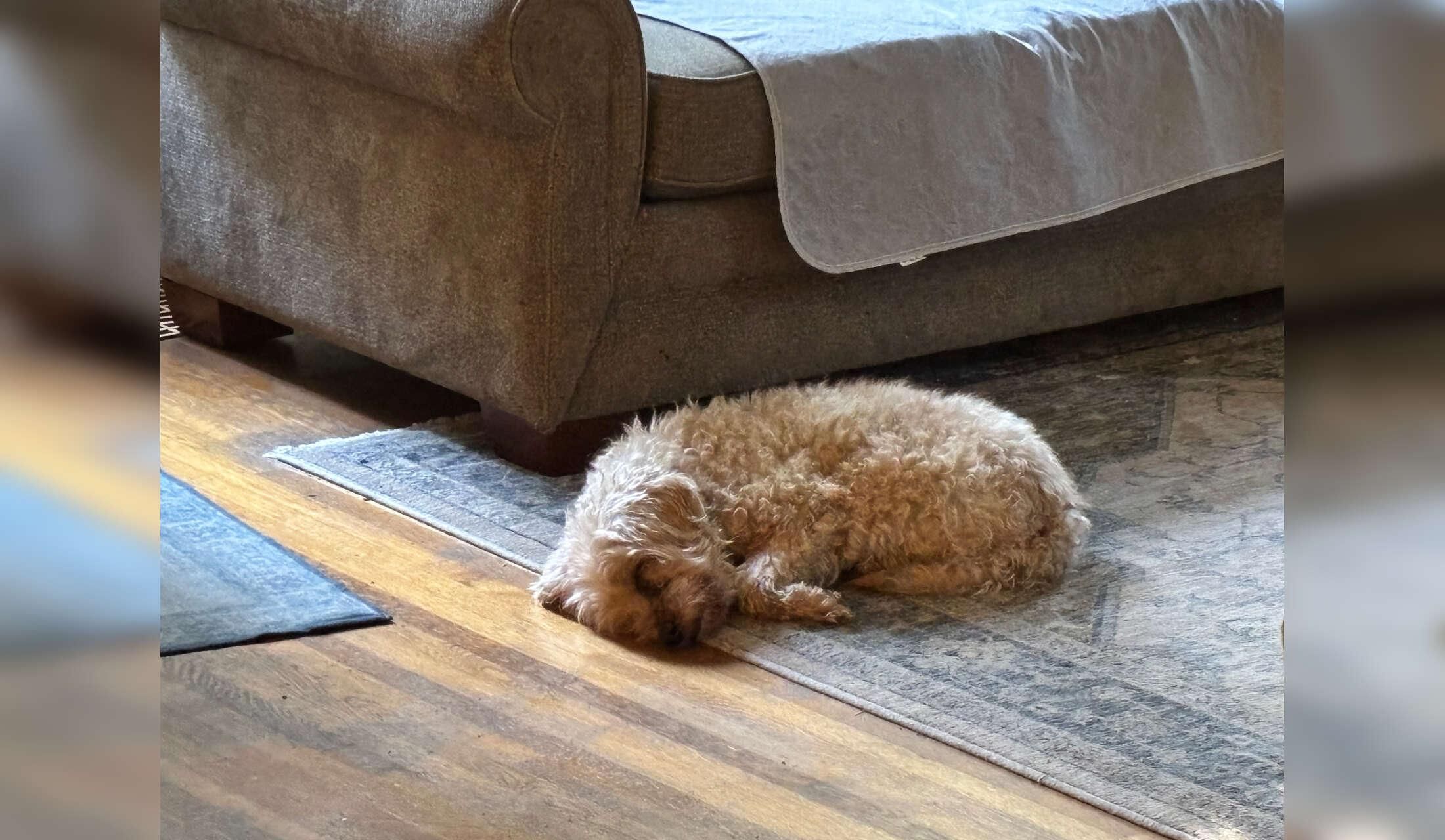 Sweet senior labradoodle seeks calm, attentive house-sitter over the holidays - Image 10