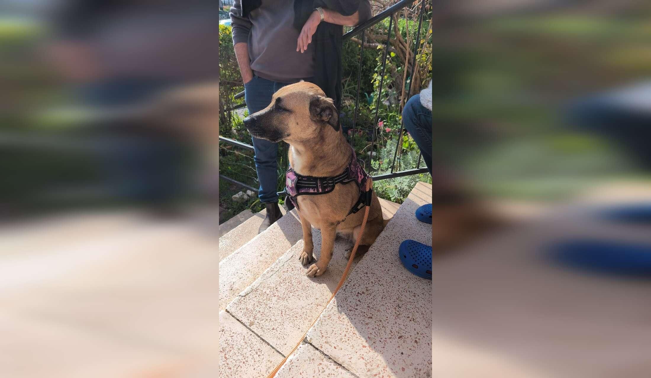 Two Weeks in the Haifa Area with a Sweet Dog - Image 5
