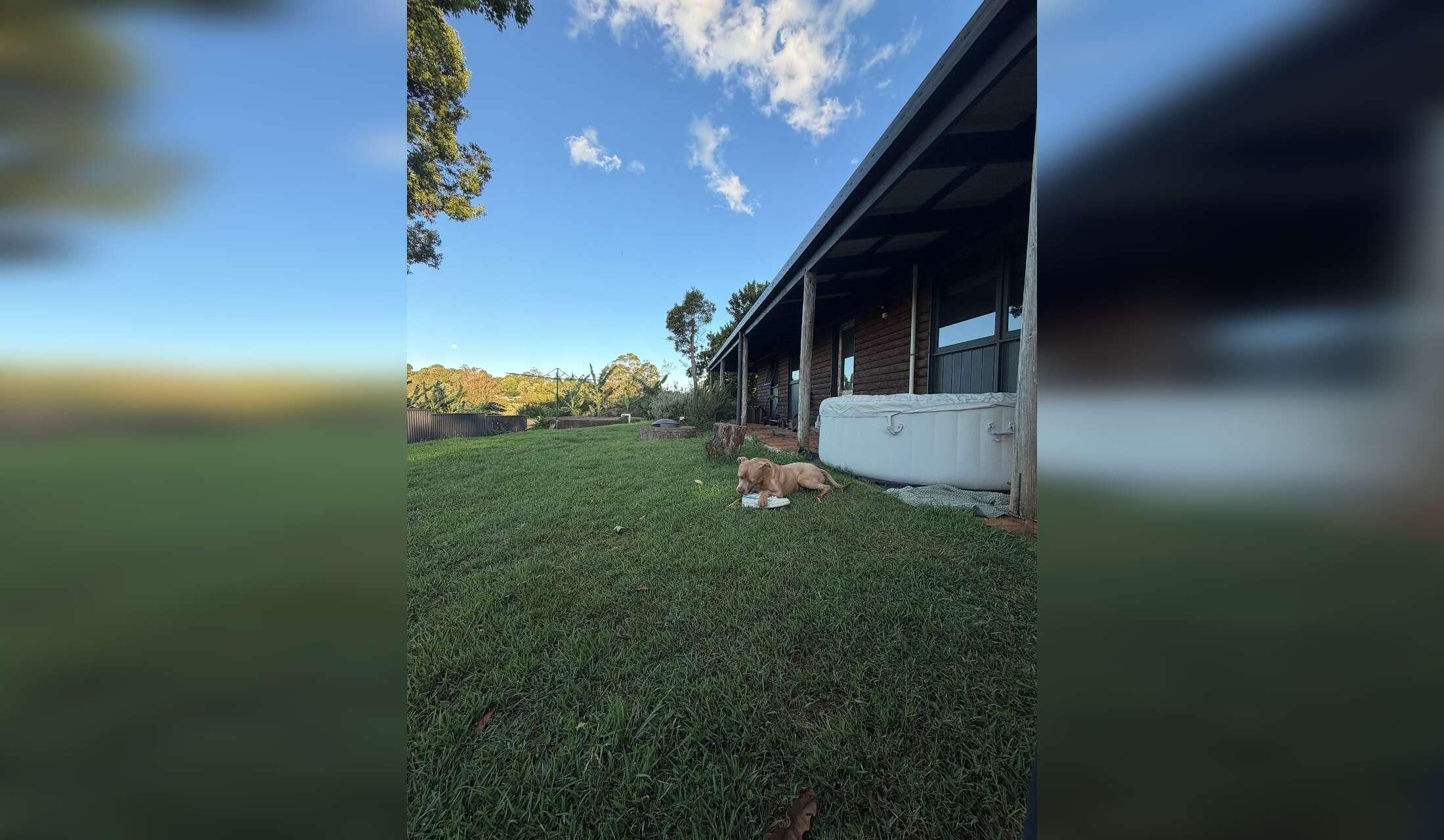 Looking after Pablo the staffy in a country escape in the mountains - Image 7