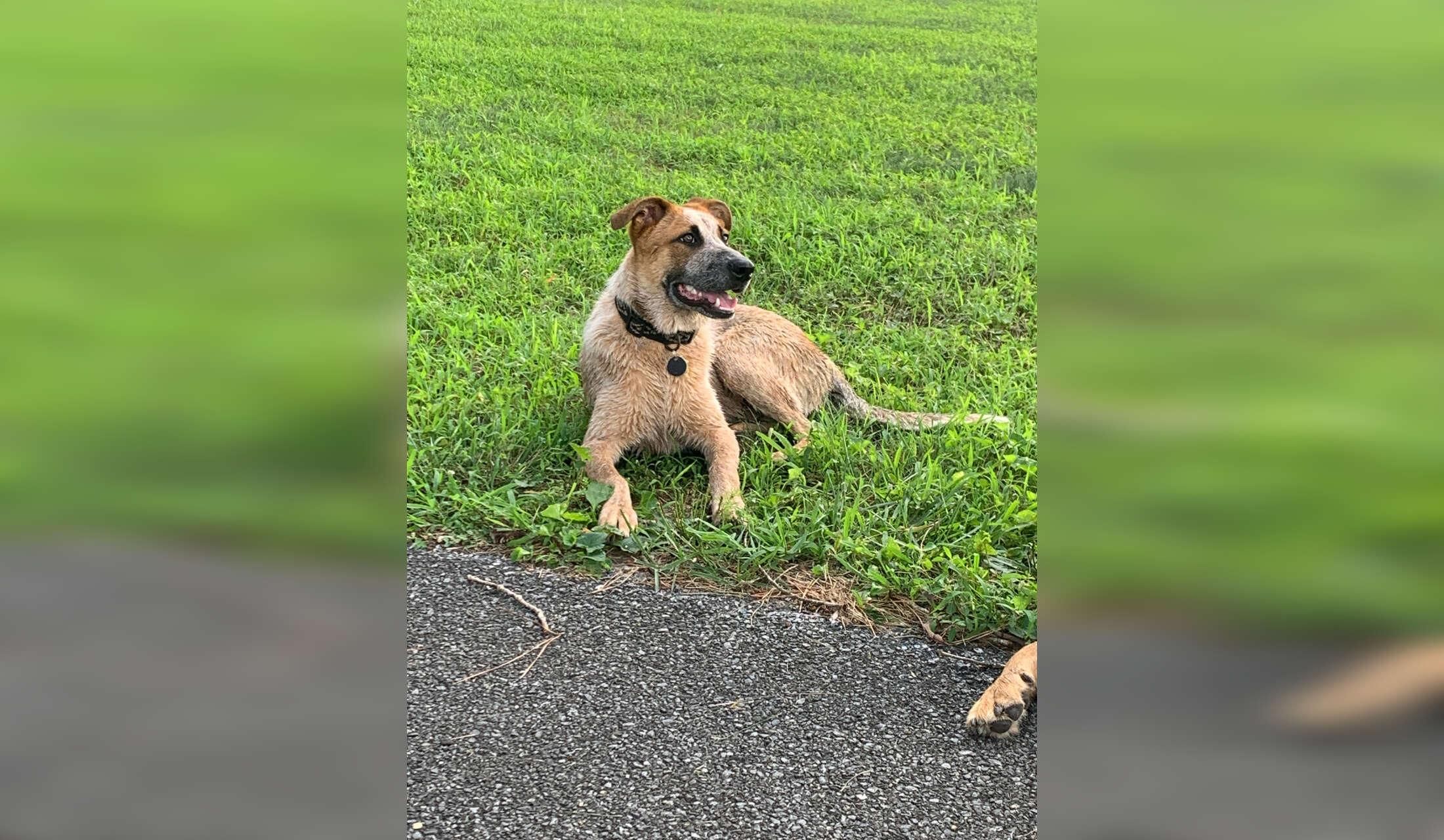 Senior widow looking for house/ pet/ plant sitter - Image 2