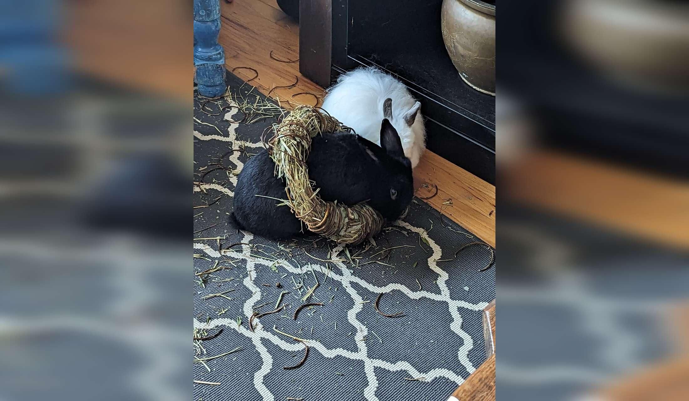 Home in Victoria, British Columbia - with 2 free-roam rabbits