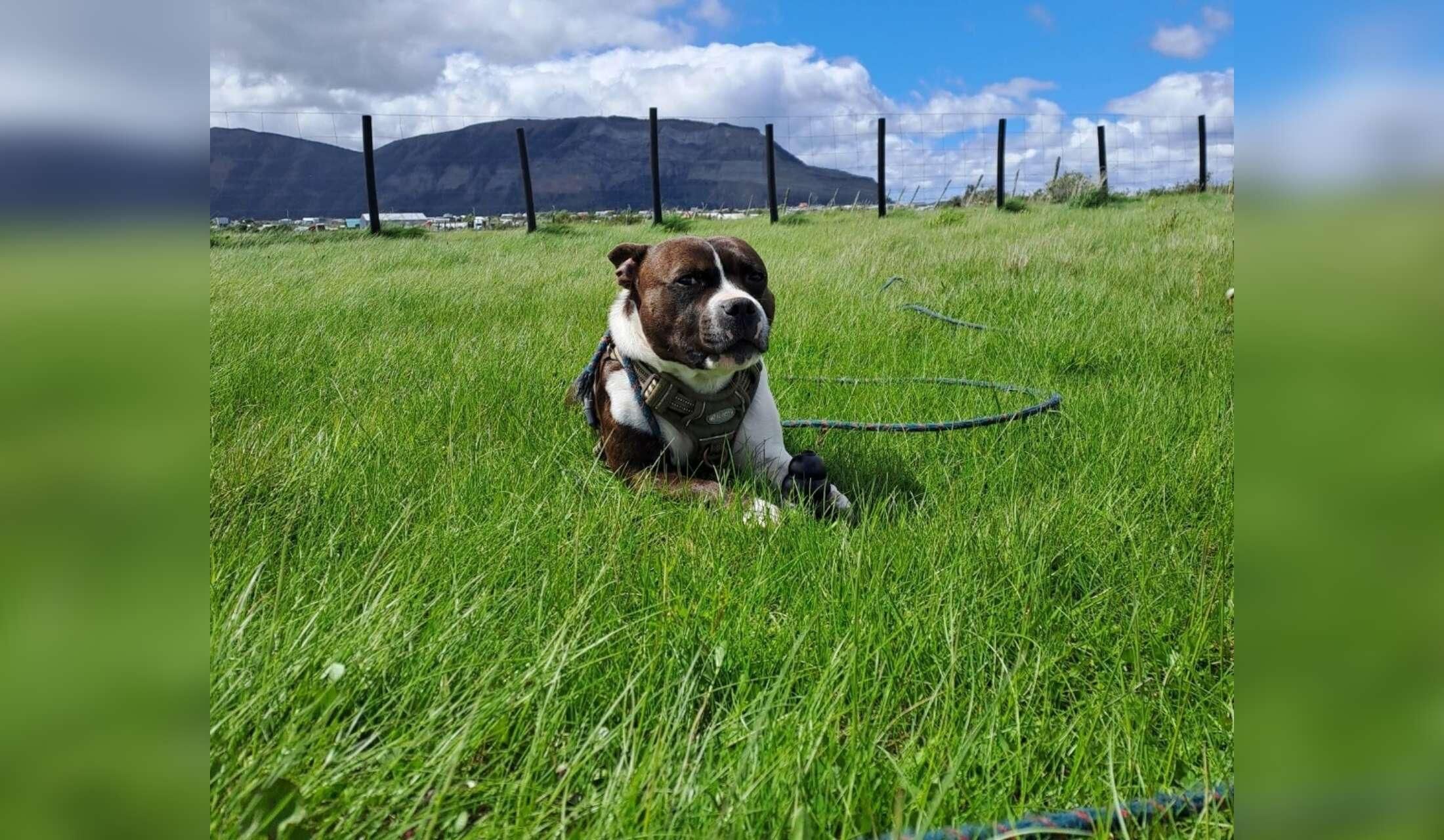 Loving, Experienced & Responsible Dog Sitter Required - Image 3