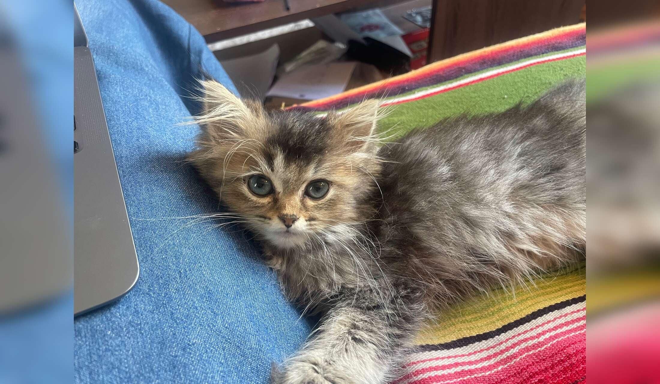 Seeking loving sitter for my kitten Ziggy in Brooklyn