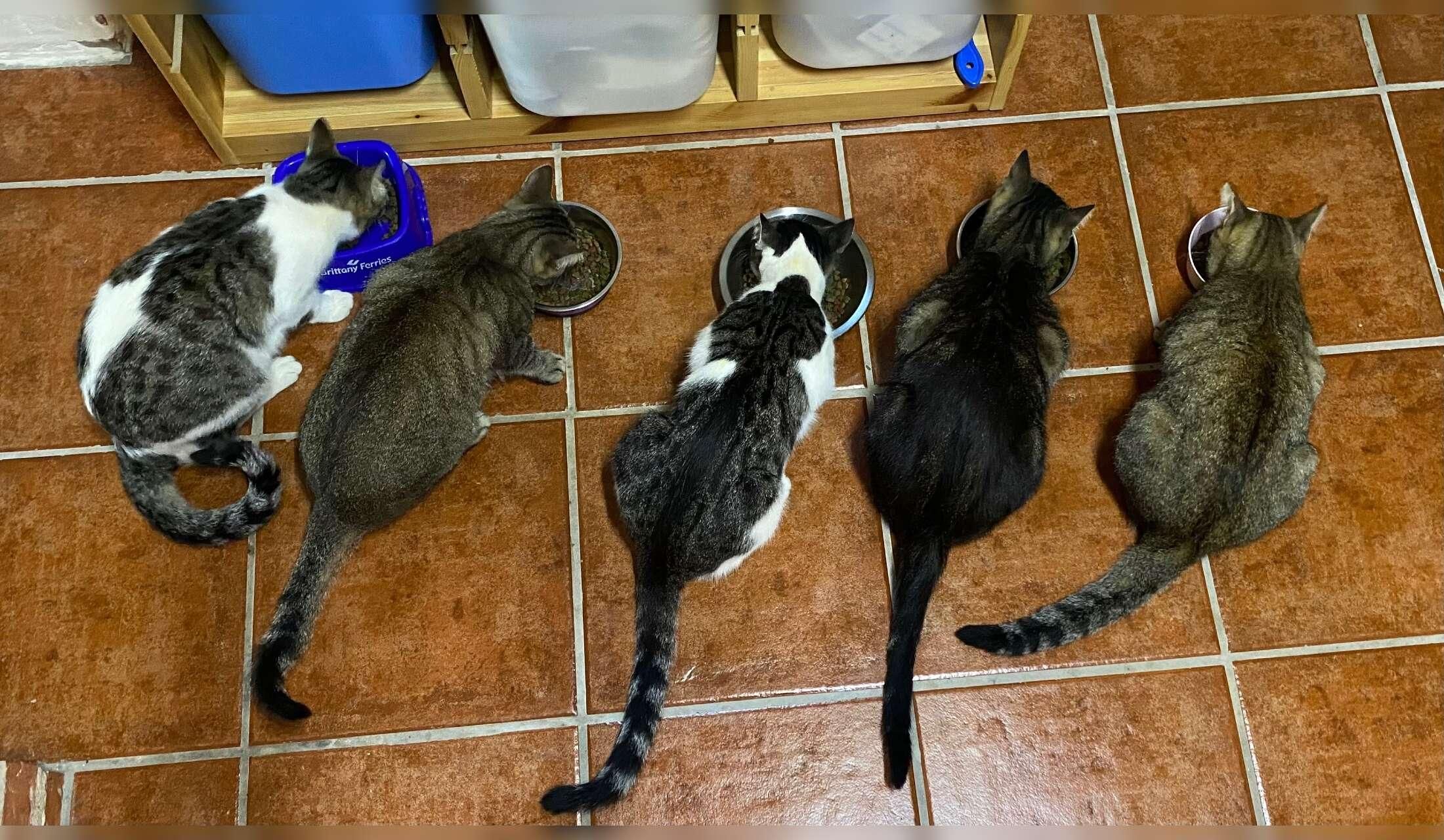 5 very easy going cats looking for someone to take care of them in peaceful Southern Spain