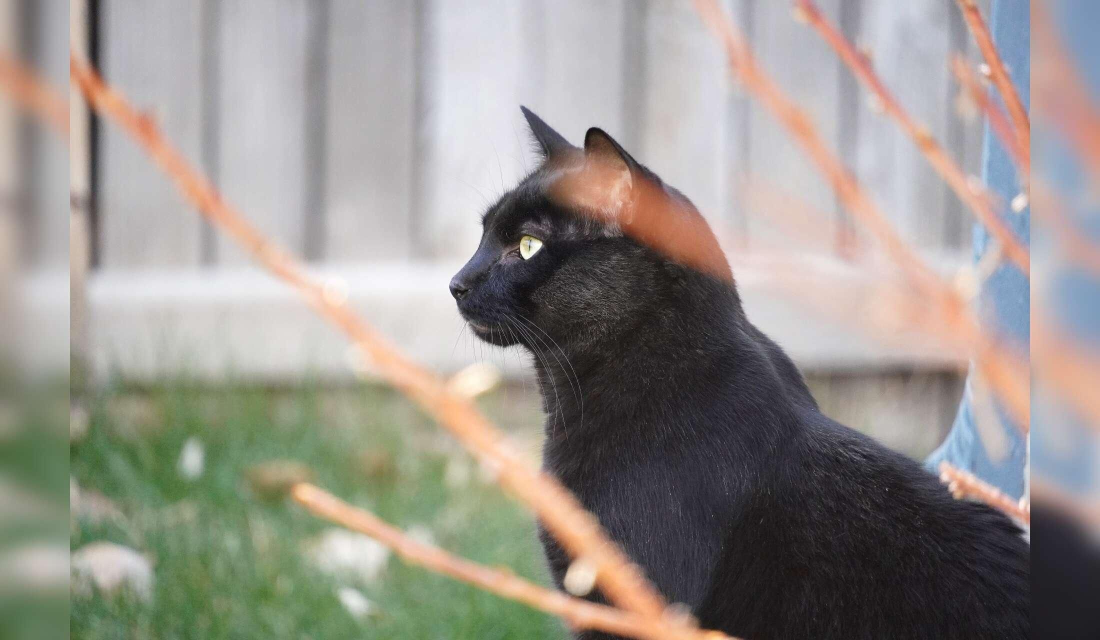 Looking for a house and cat sitter - Image 10