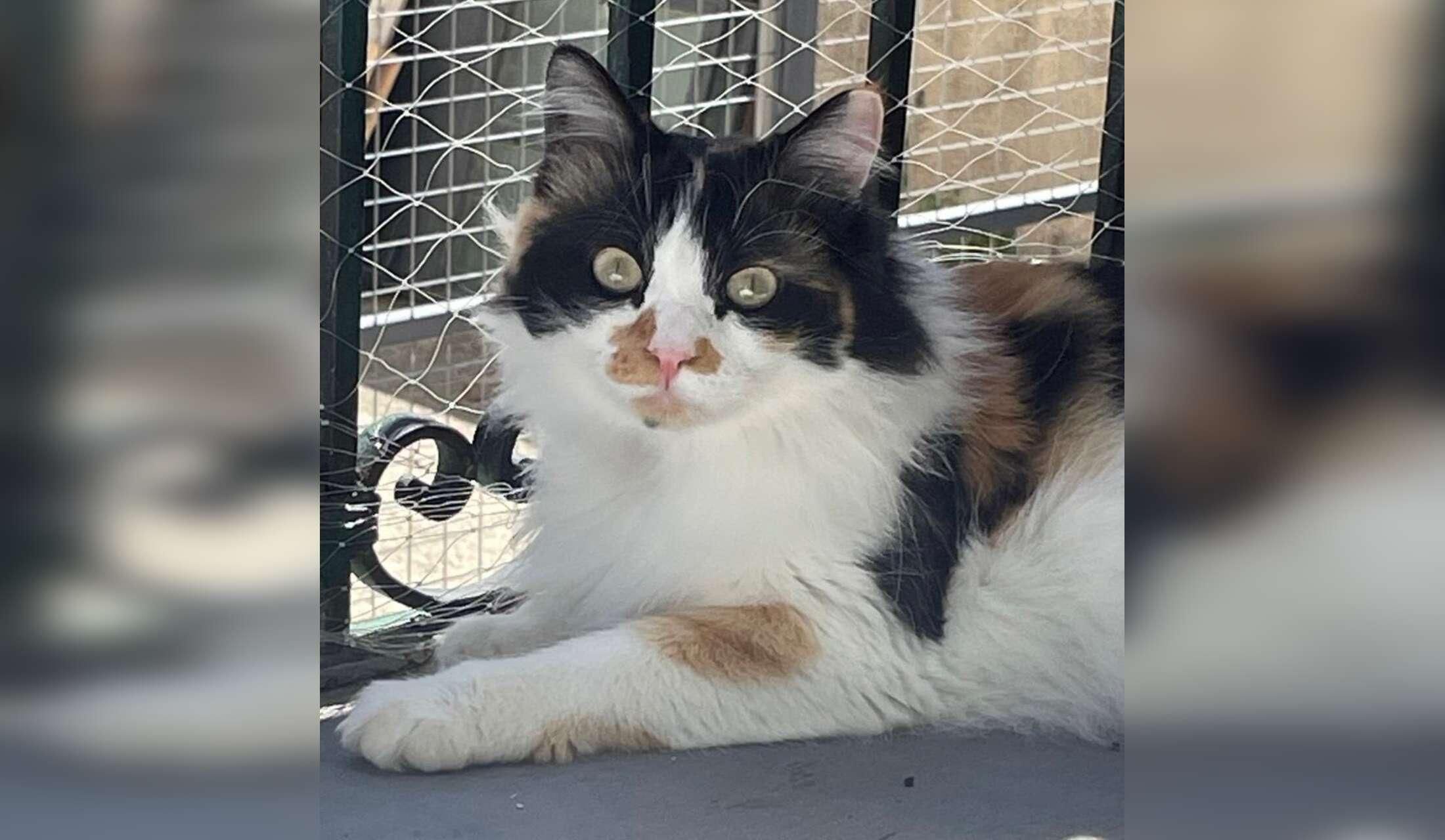 House/Kitty Sitter in Tocco Da Casauria,  Italy