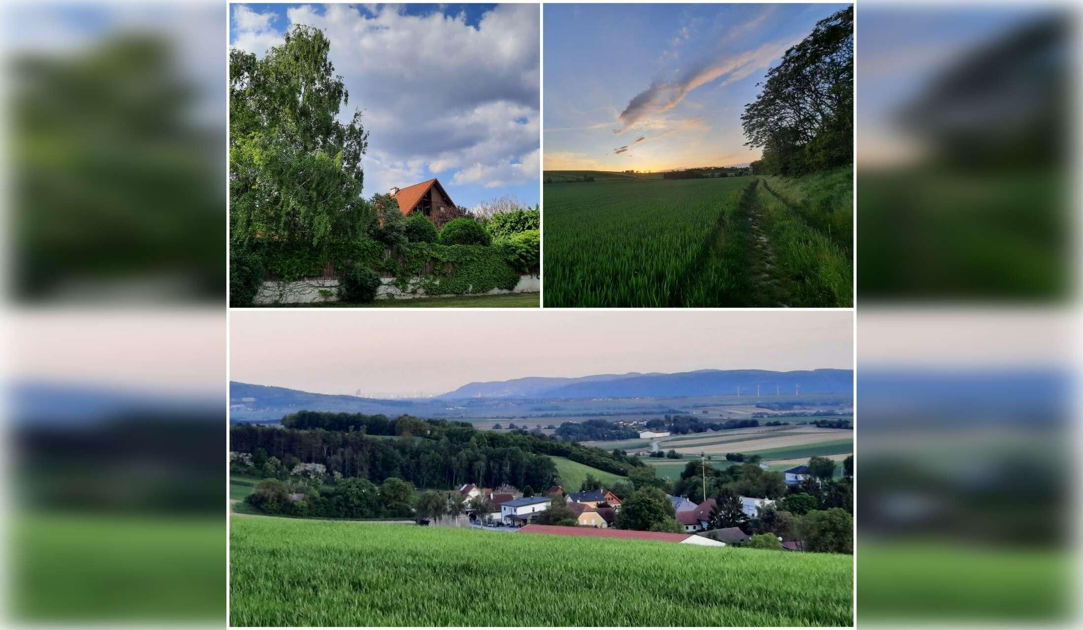 Housesitting 2 cats and 5 chicken in a village near Vienna, Austria 19. October - 3.November 2026 - Image 3