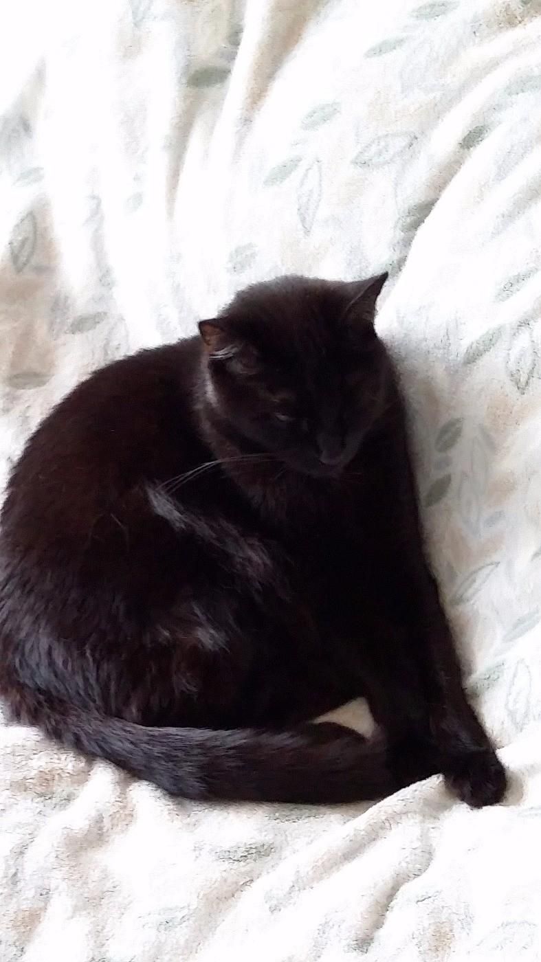 After having just been let down by my confirmed house-sitters, one handsome boy, Theo and 2 gorgeous cats, Toby and Esme are sadly, once again looking for someone to take care of them whilst their owner hopefully is able to  go on her booked and paid for - Image 7