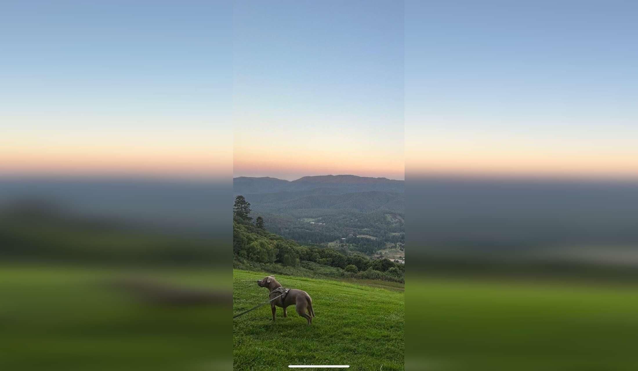 Looking after Pablo the staffy in a country escape in the mountains - Image 1