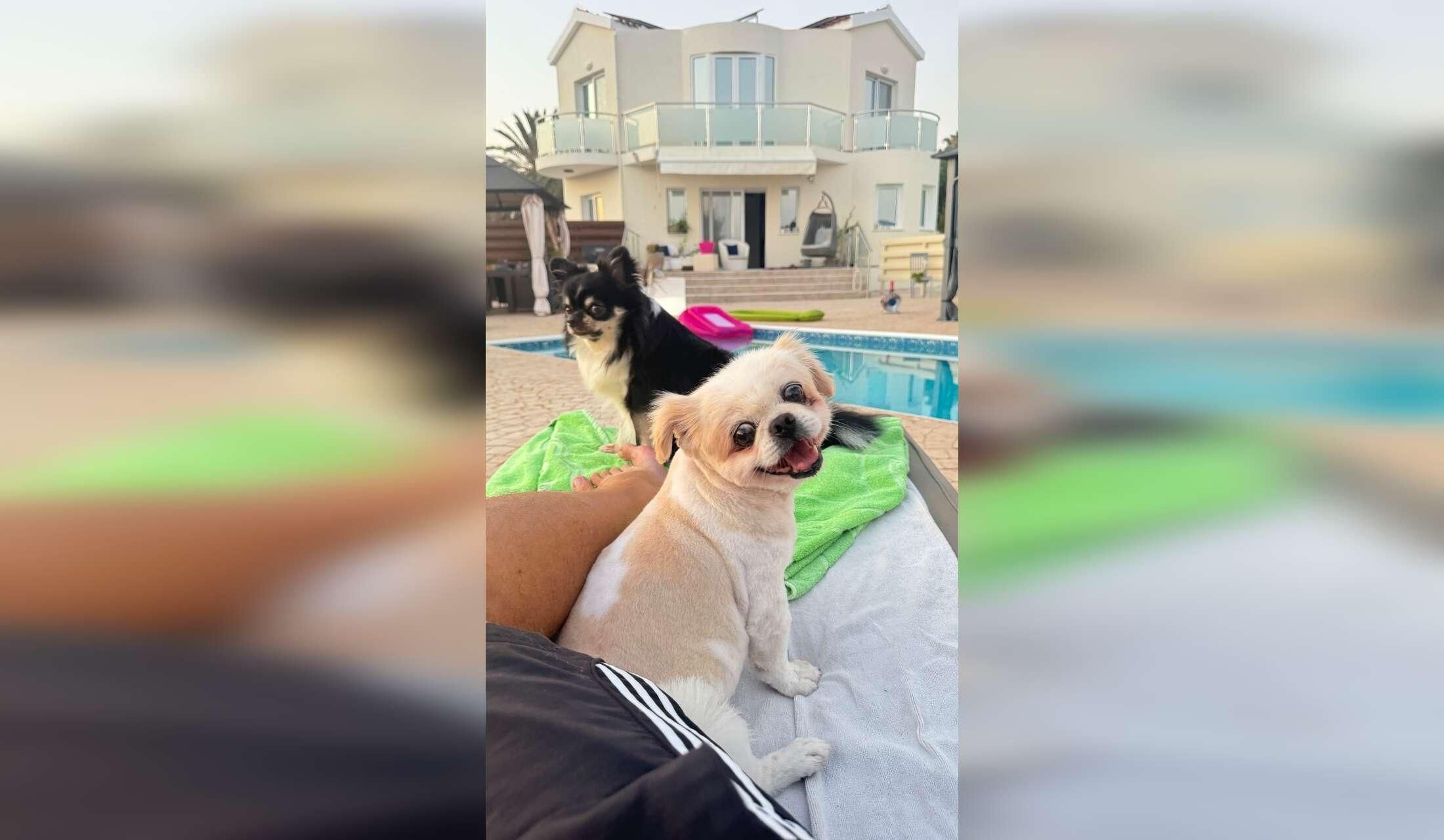 Damit wir in den Urlaub fahren können, suchen wir eine Betreuung für unsere 2 kleinen Monster und Rudi - Image 4