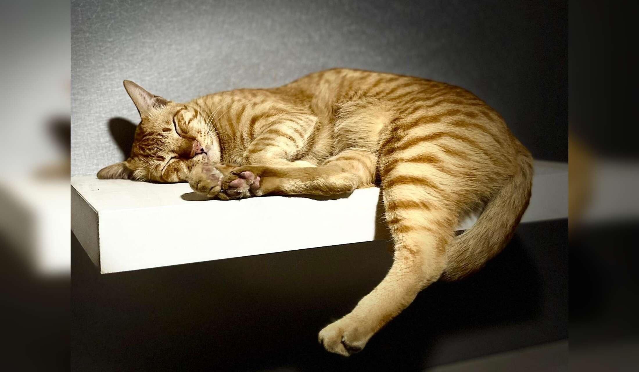 Fancy Xmas in Bangkok? Cats, fish, plants and house sitter wanted Sukhumvit 101, Bangkok - Image 3