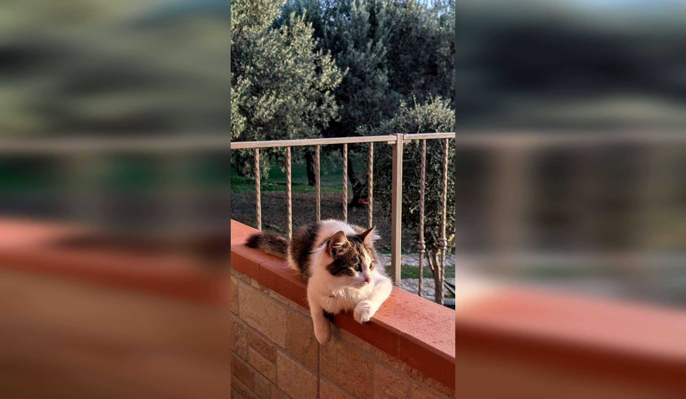 Professional Home and Petsitter wanted  for cats and donkeys in Sardinia, Italy - Image 5