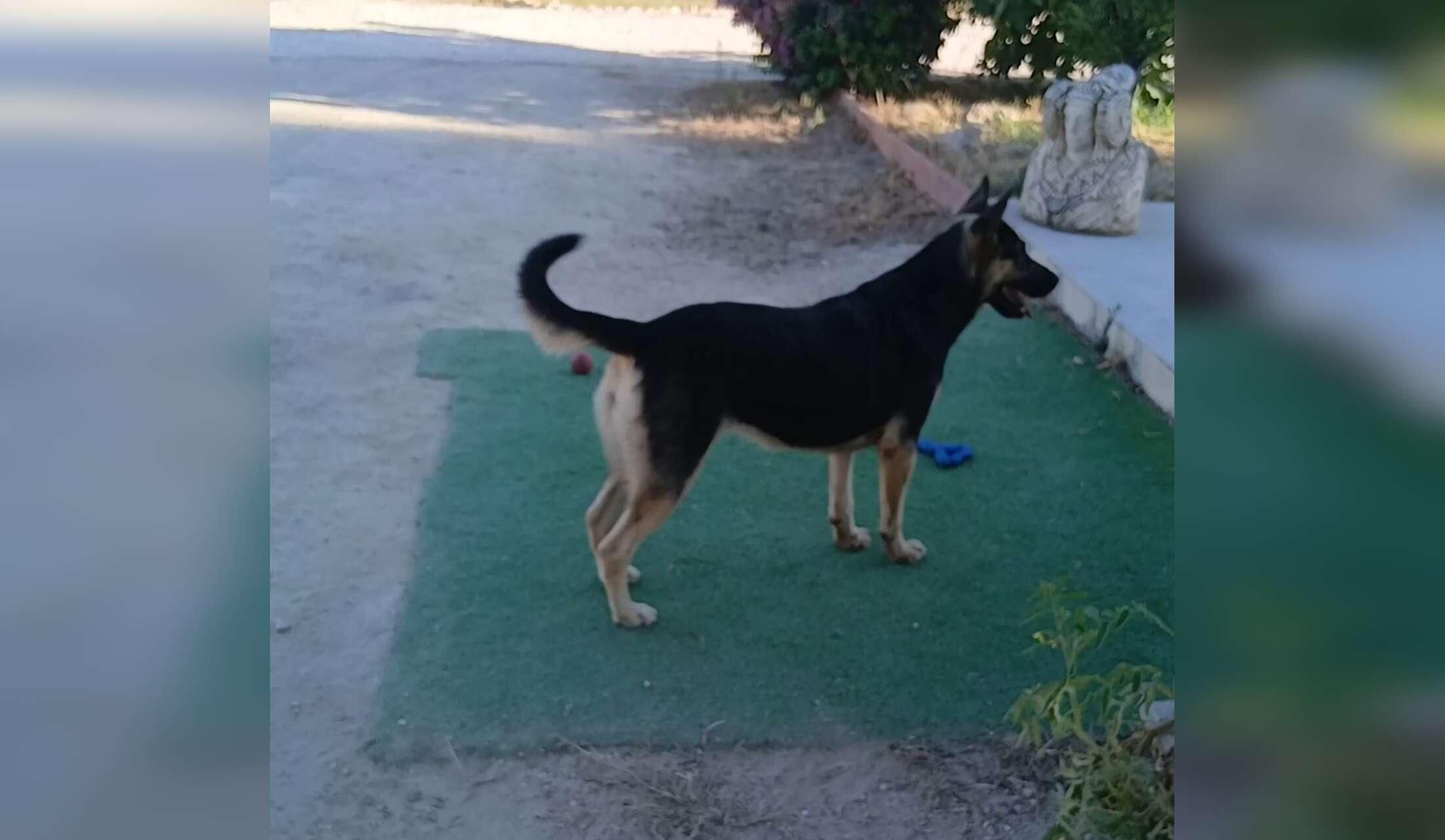 Animal sitters required from 6th - 15th September near Elche, Alicante - Image 4