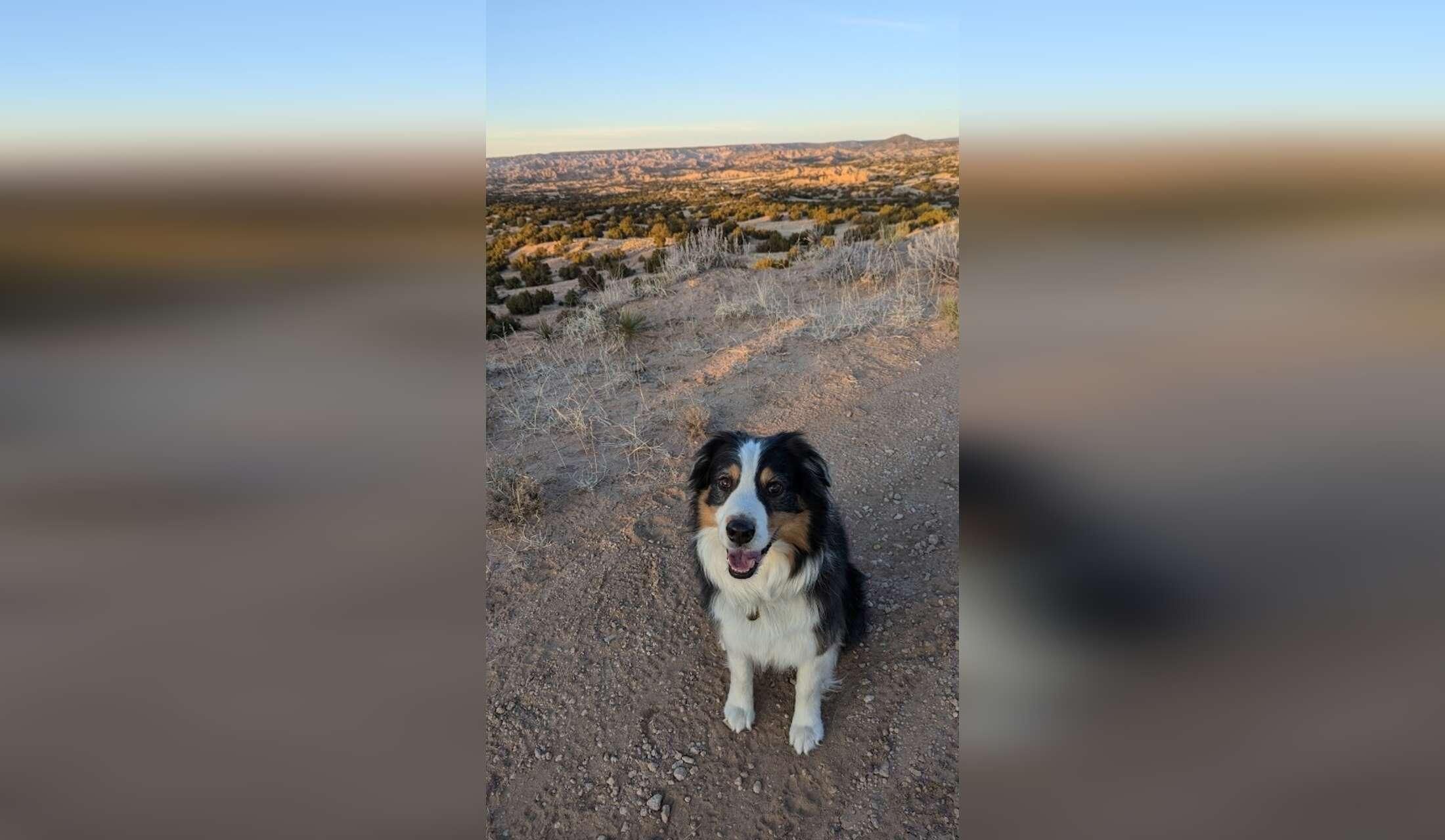 Lab and Aussie North of Santa Fe November &December - Image 2