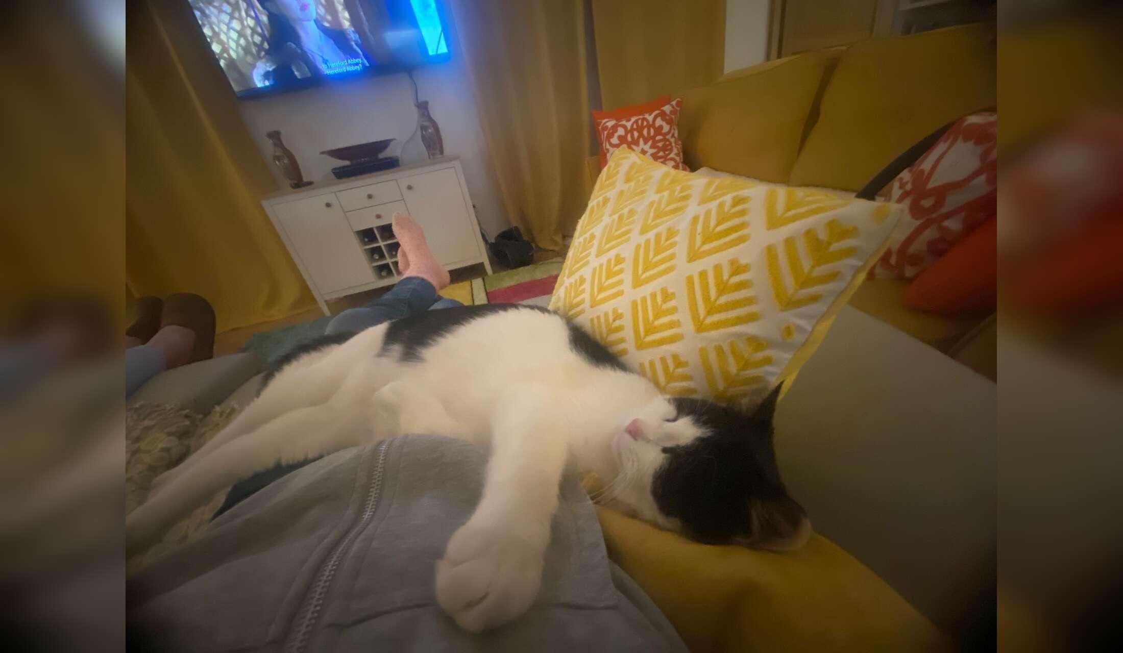 Cat lover needed in the beautiful Charente with lovely views!, - Image 5