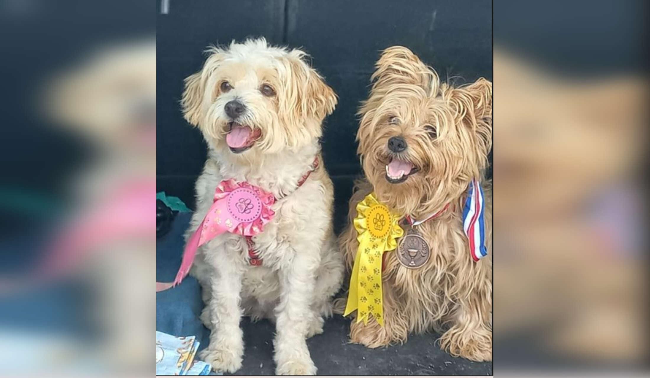 My 2 dogs look forward to meeting you