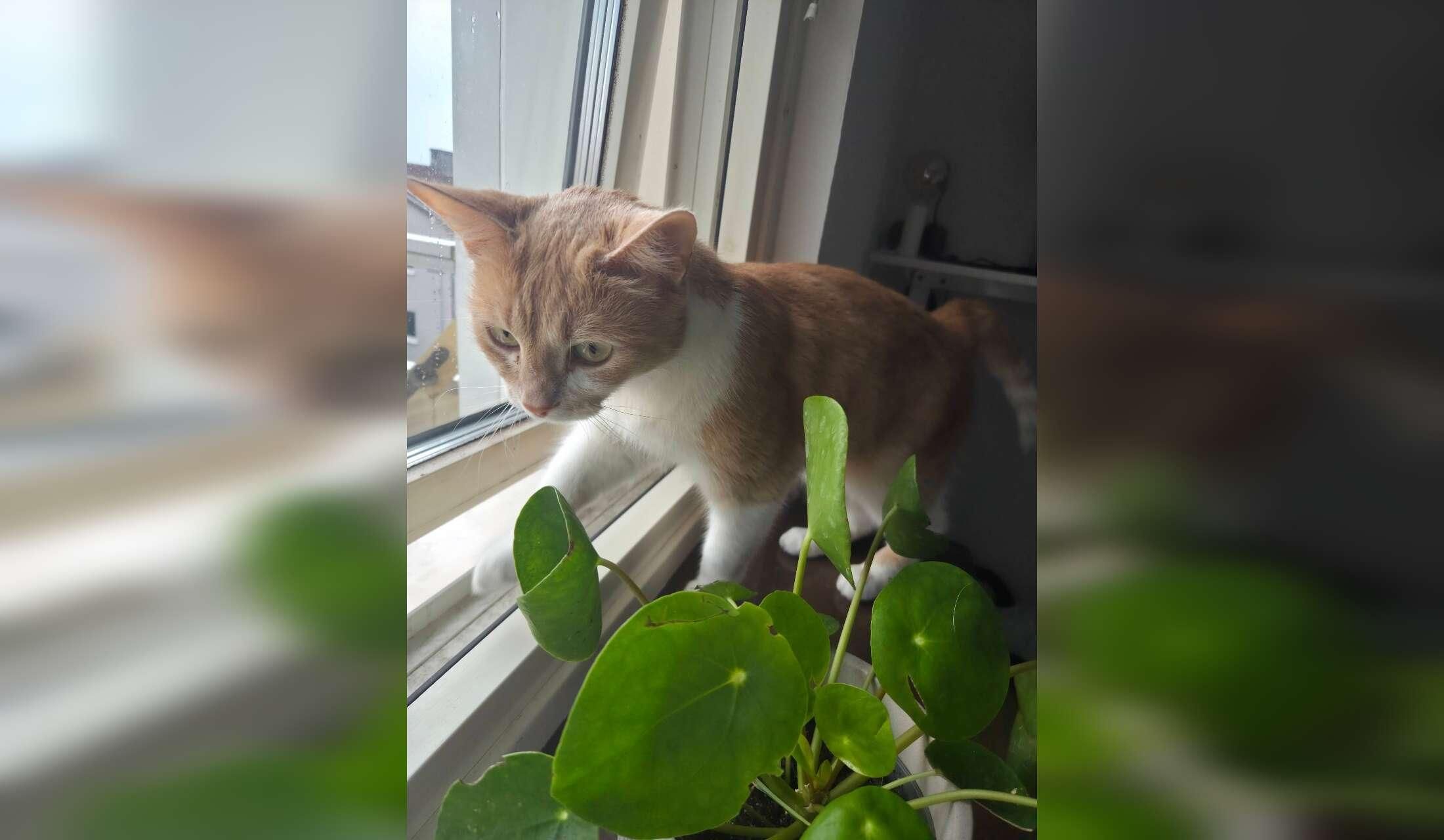 Cat loving sitter needed in Halmstad, Sweden - Image 5