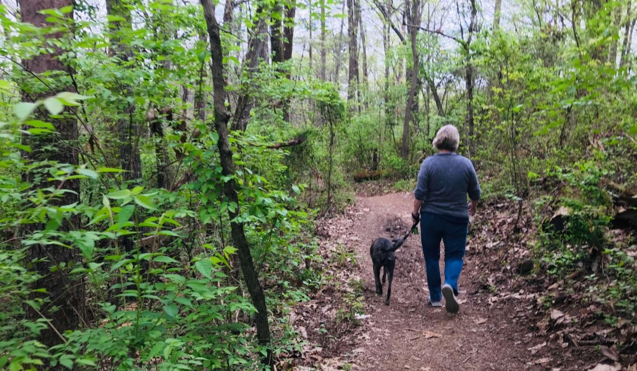 Peaceful home with easy pets in Chattanooga, TN - Image 10