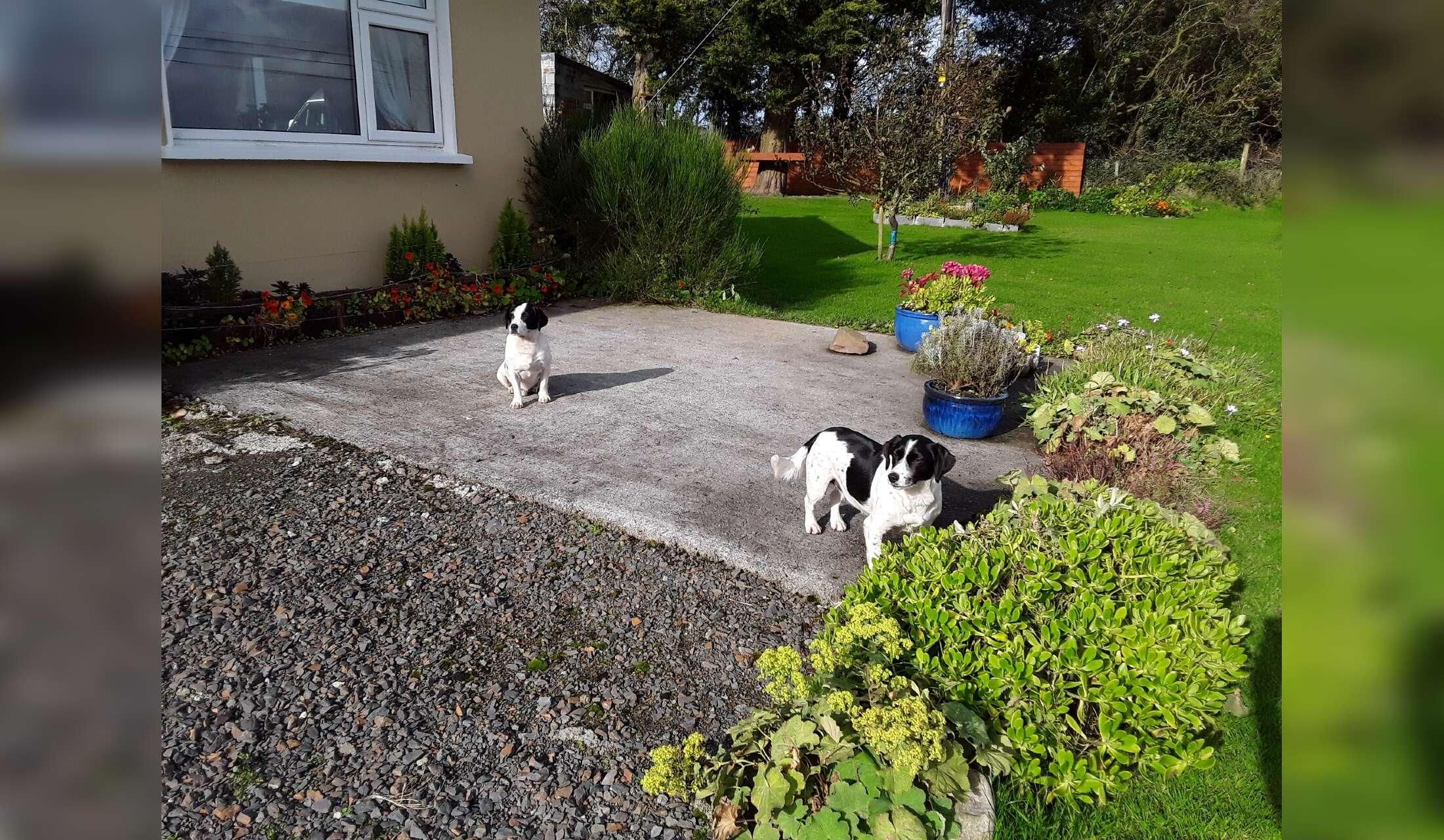 House and dogs sitter in rural Ireland - Image 2