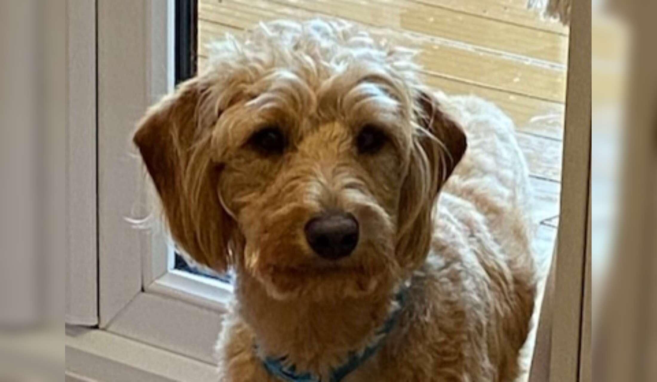 Wokingham, Berkshire House/pet sitters needed from Sept 19 2026 to 4 Oct 2026