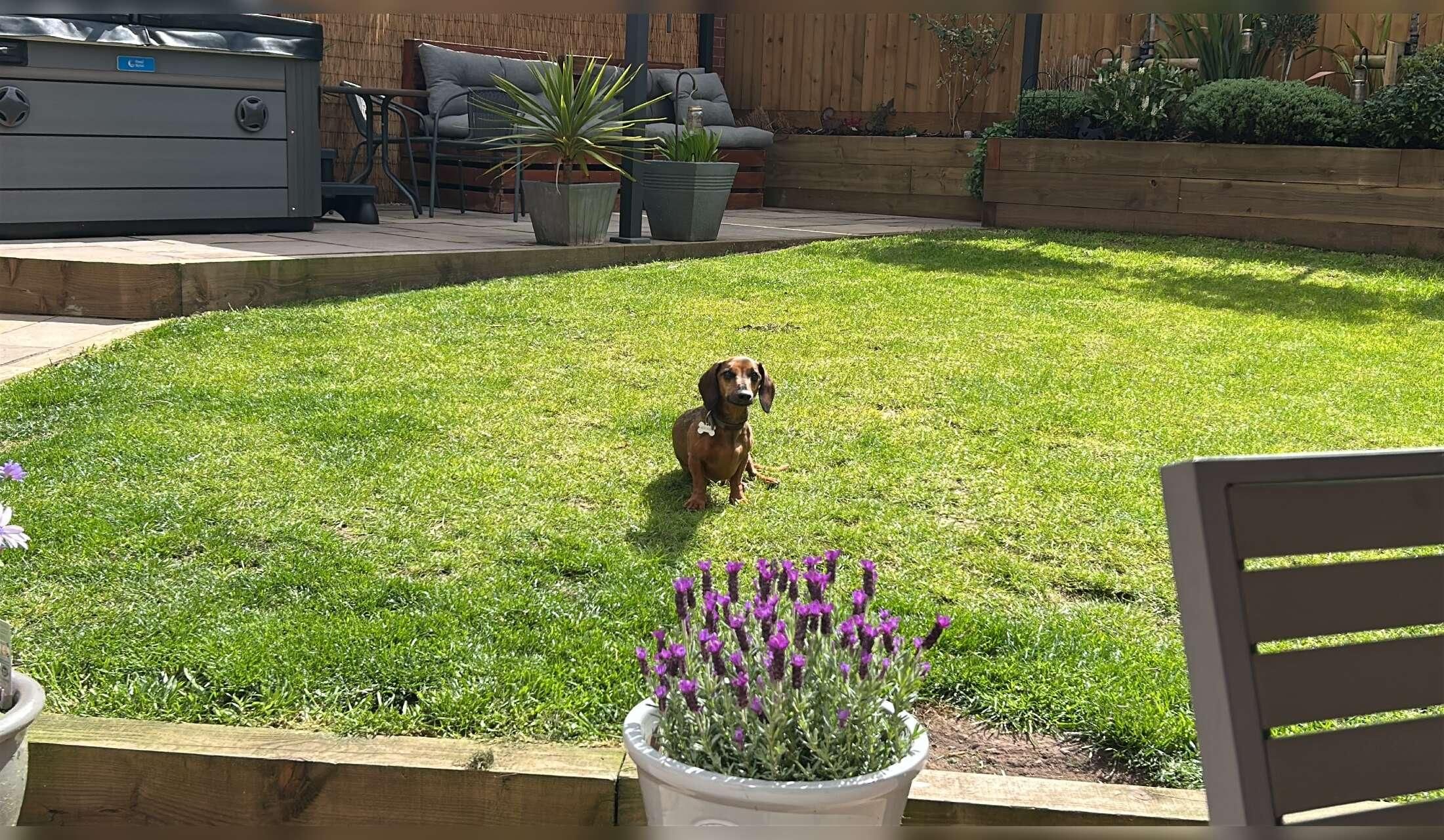 House sitting in Somerset - Image 5