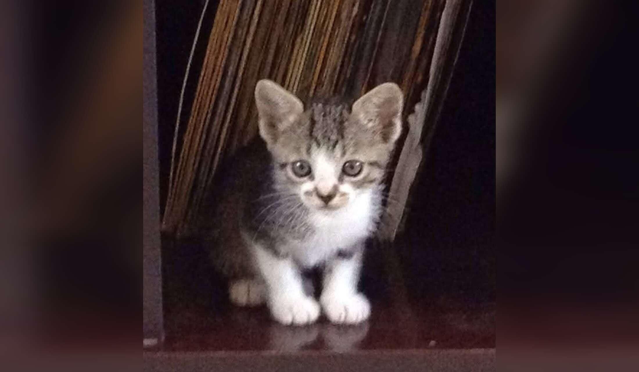 Devoted cat family sitter. Your kitty's best friend while you're away - Image 8