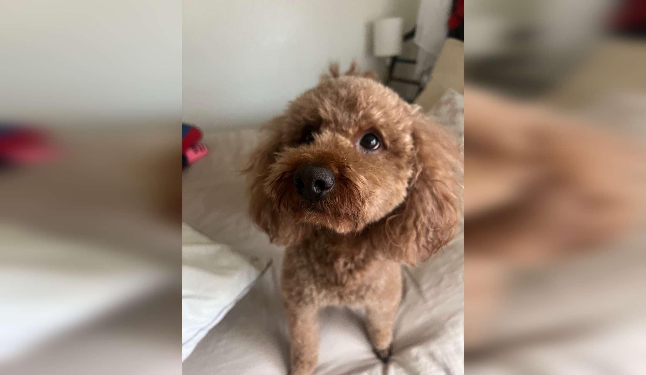 Mini-poodle in DC apartment - Image 10